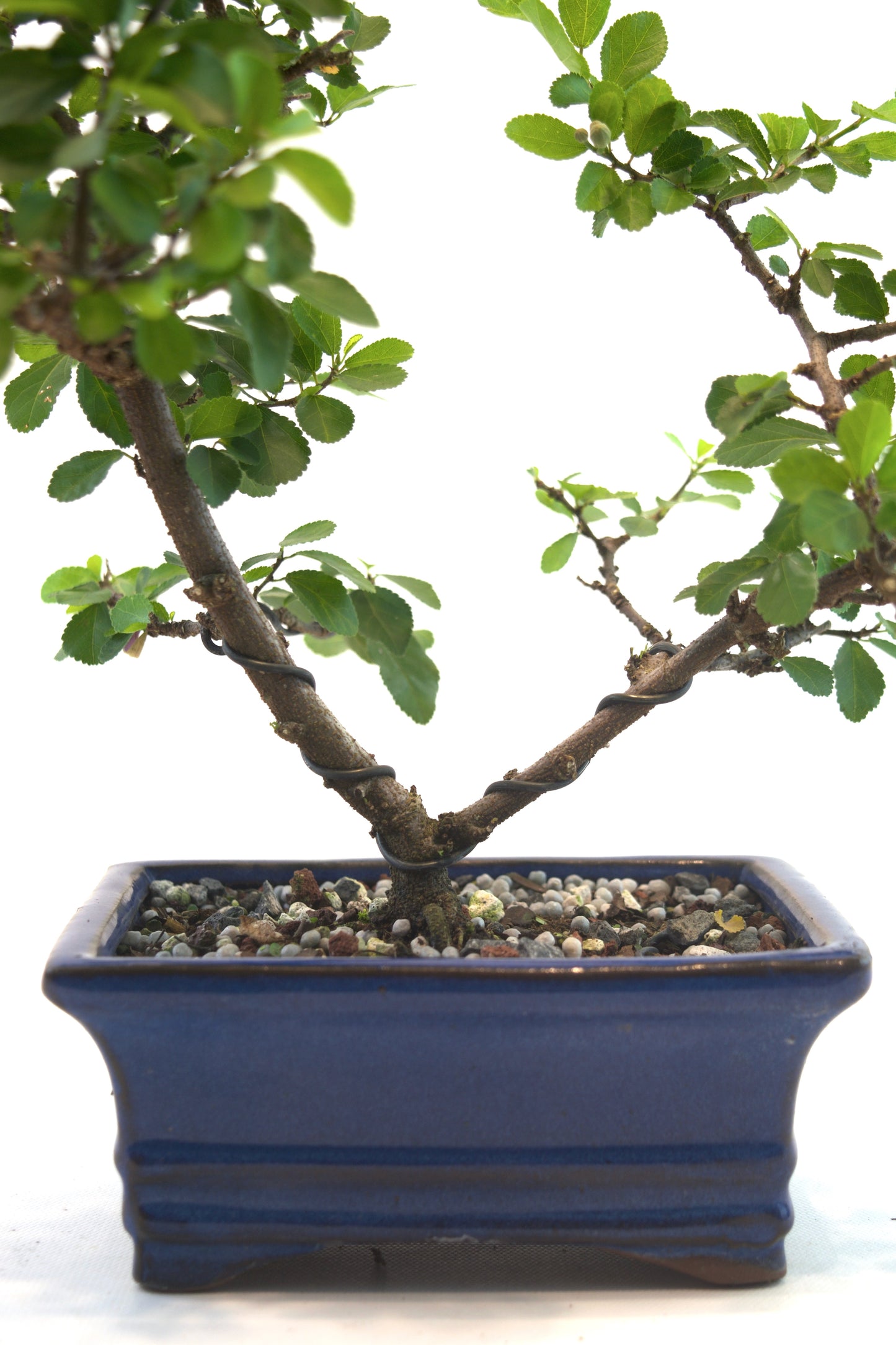 Grewia Bonsai Tree in 6" Pot - One of a Kind Bonsai