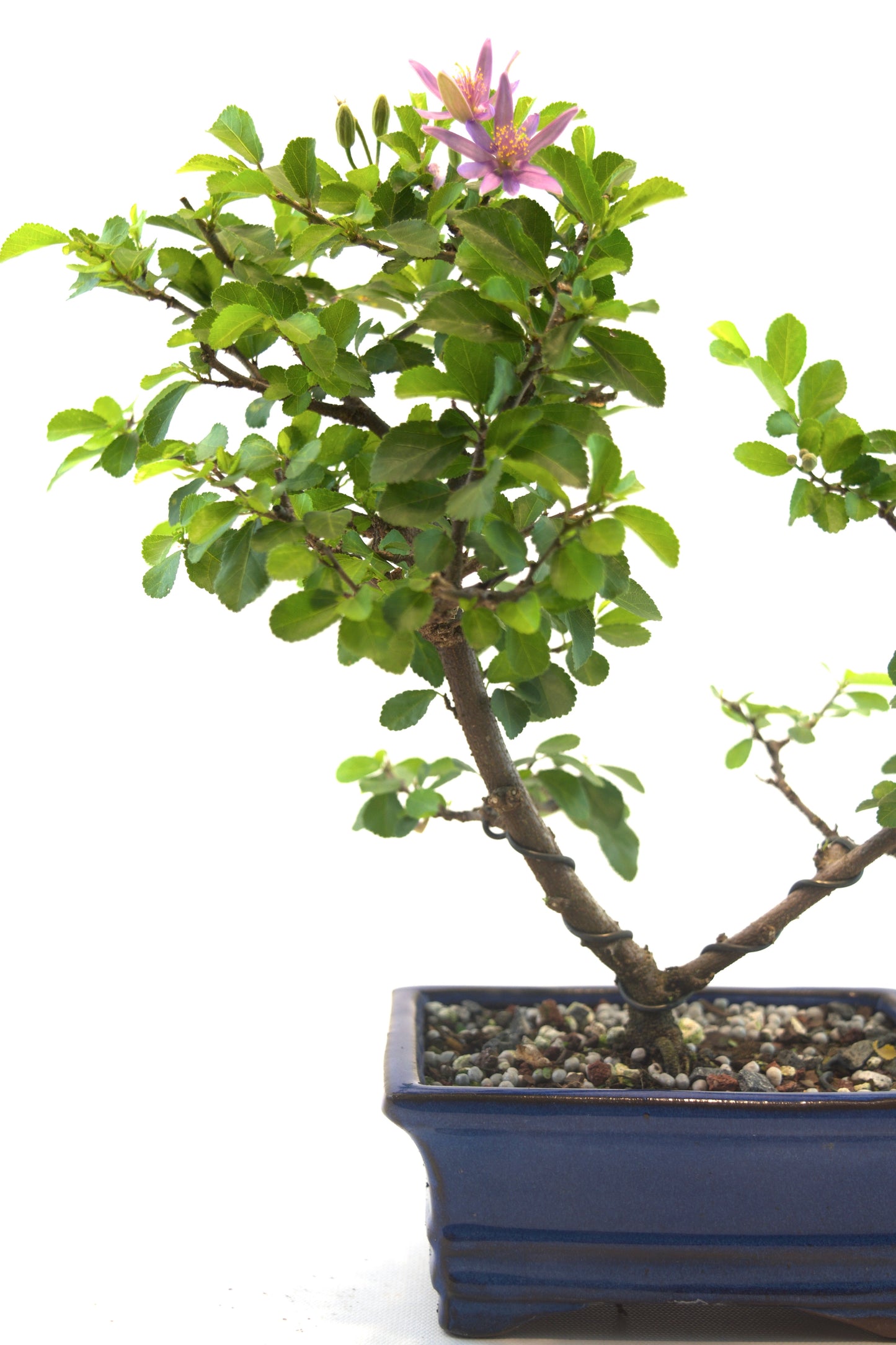 Grewia Bonsai Tree in 6" Pot - One of a Kind Bonsai