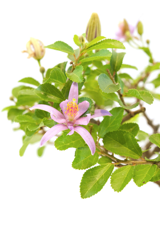 Grewia Lavender Star Bonsai Tree in 6" Pot - One of a Kind Bonsai