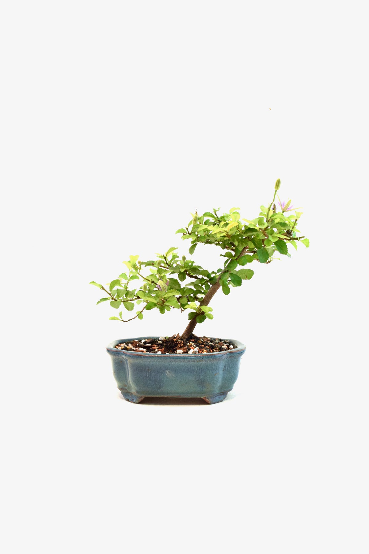 Grewia Lavender Star Bonsai Tree in 6" Pot - One of a Kind Bonsai