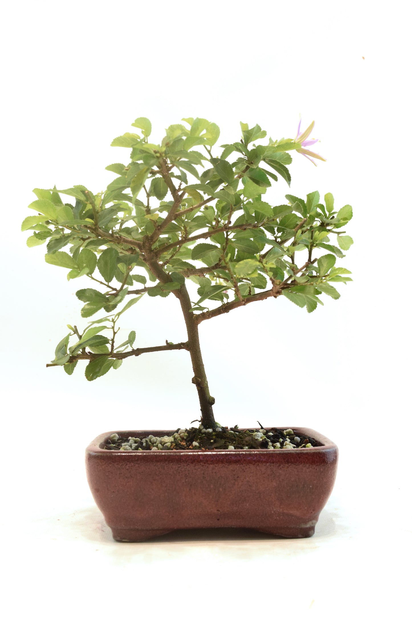Grewia Lavender Star Bonsai Tree in 6" Pot - One of a Kind Bonsai