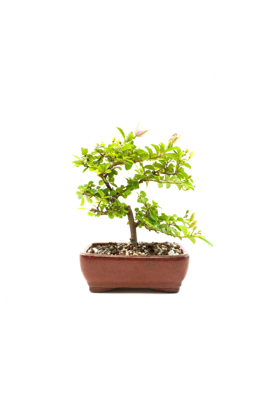 Grewia Lavender Star Bonsai Tree in 6" Pot - Similar Bonsai