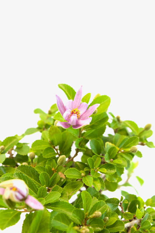 Grewia Lavender Star Bonsai Tree in 6" Pot - One of a Kind Bonsai