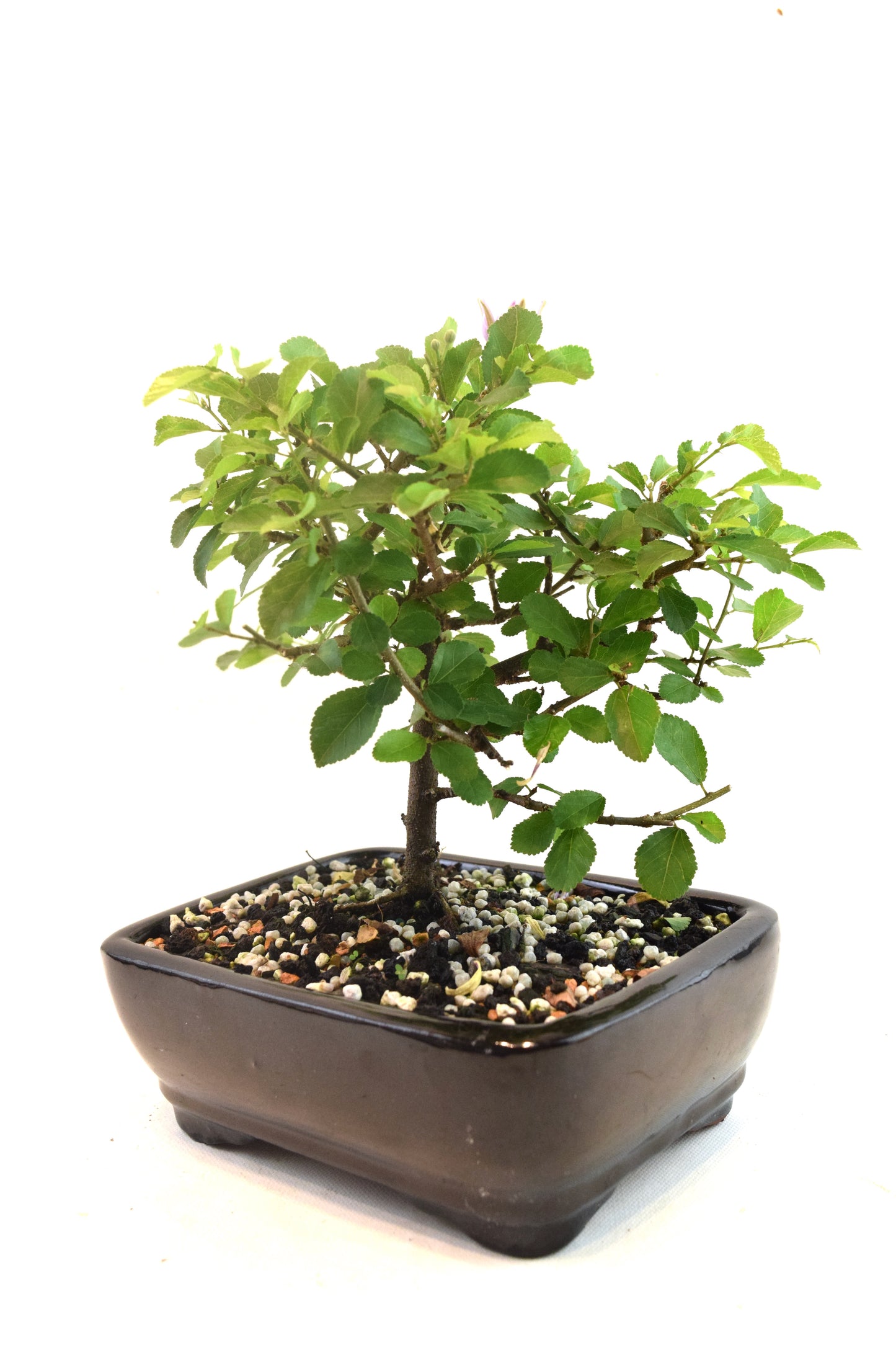 Grewia Lavender Star Bonsai Tree in 7.5" Pot - One of a Kind Bonsai