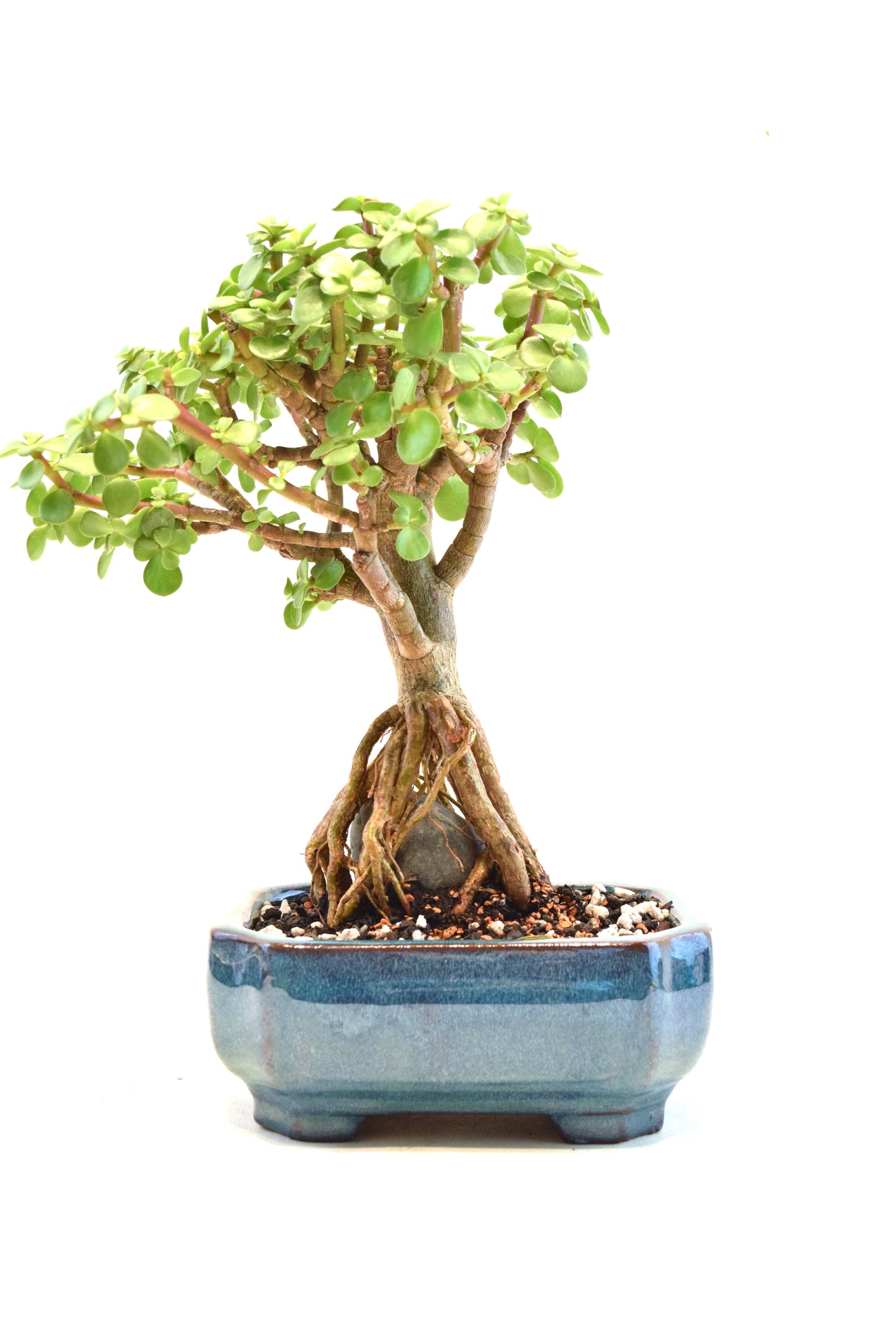 Rare Dwarf Green Jade Ceramic 6" Pot - One of a Kind Bonsai