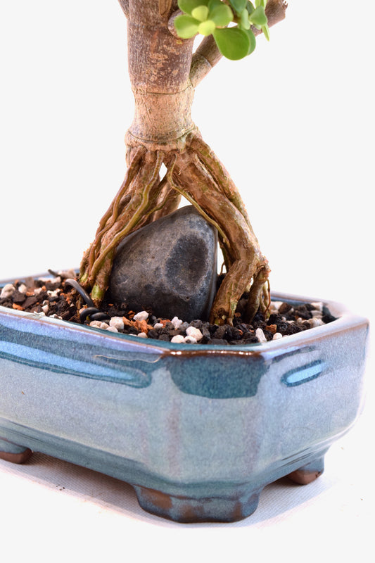 Rare Dwarf Green Jade Ceramic 6" Pot - One of a Kind Bonsai