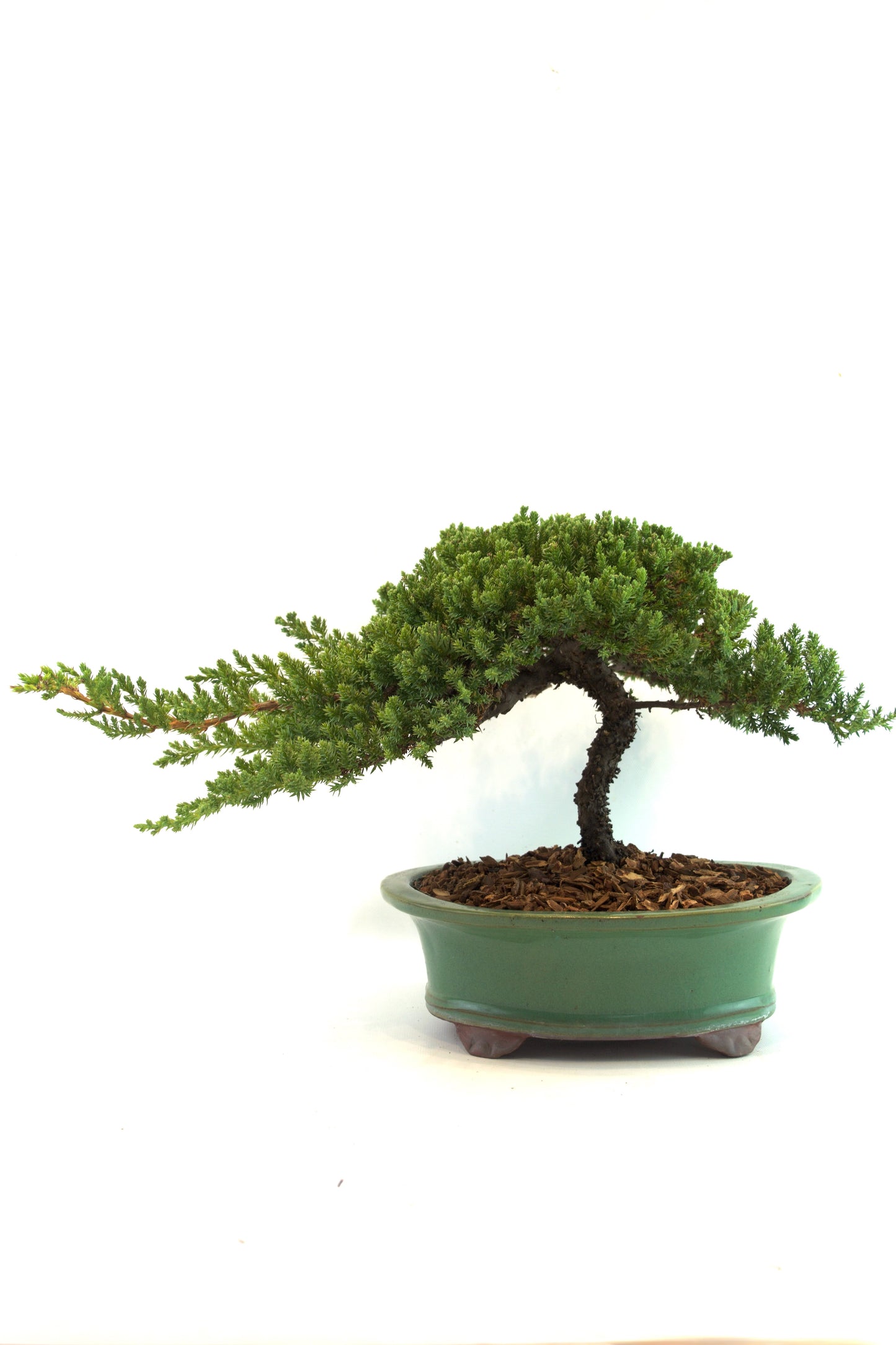 Juniper Live Bonsai Black Ceramic 10" Pot - One of a Kind Bonsai
