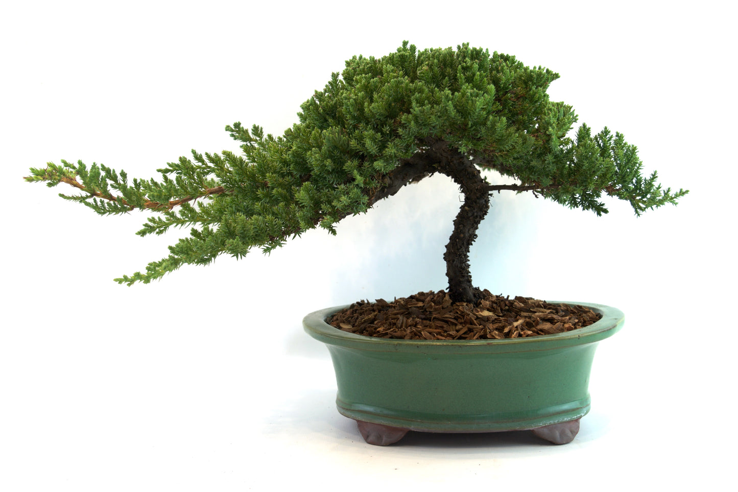 Juniper Live Bonsai Black Ceramic 10" Pot - One of a Kind Bonsai