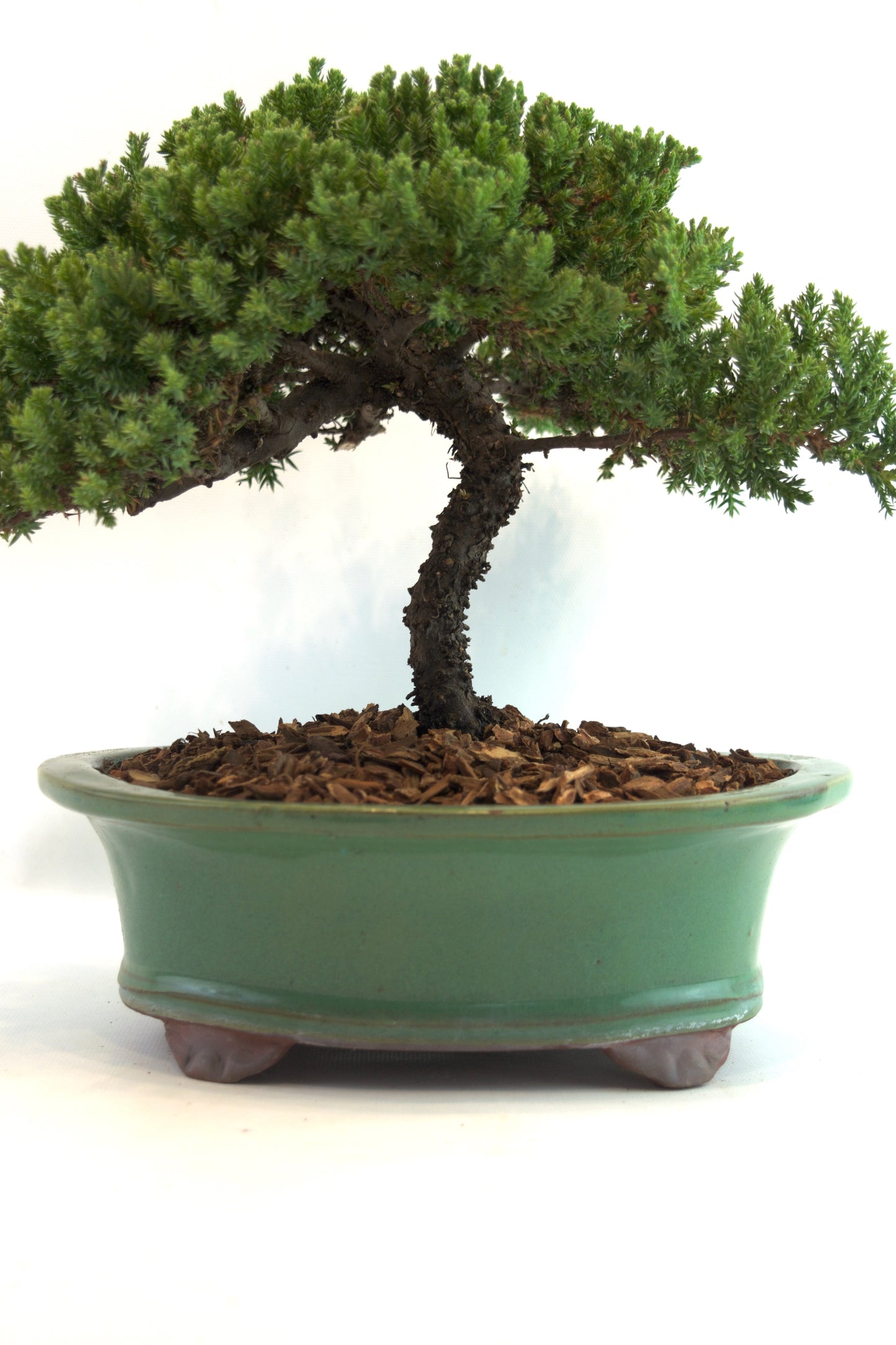 Juniper Live Bonsai Black Ceramic 10" Pot - One of a Kind Bonsai