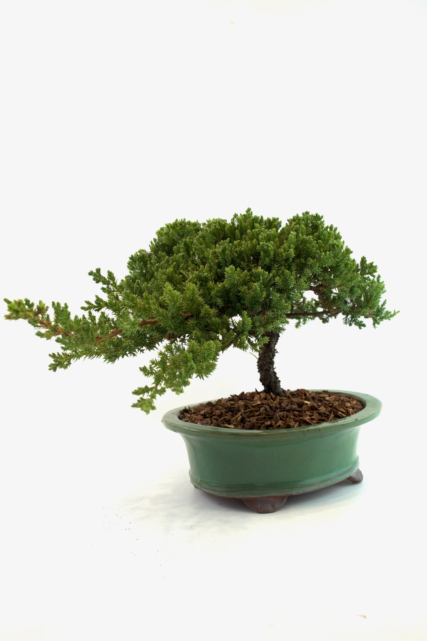 Juniper Live Bonsai Black Ceramic 10" Pot - One of a Kind Bonsai