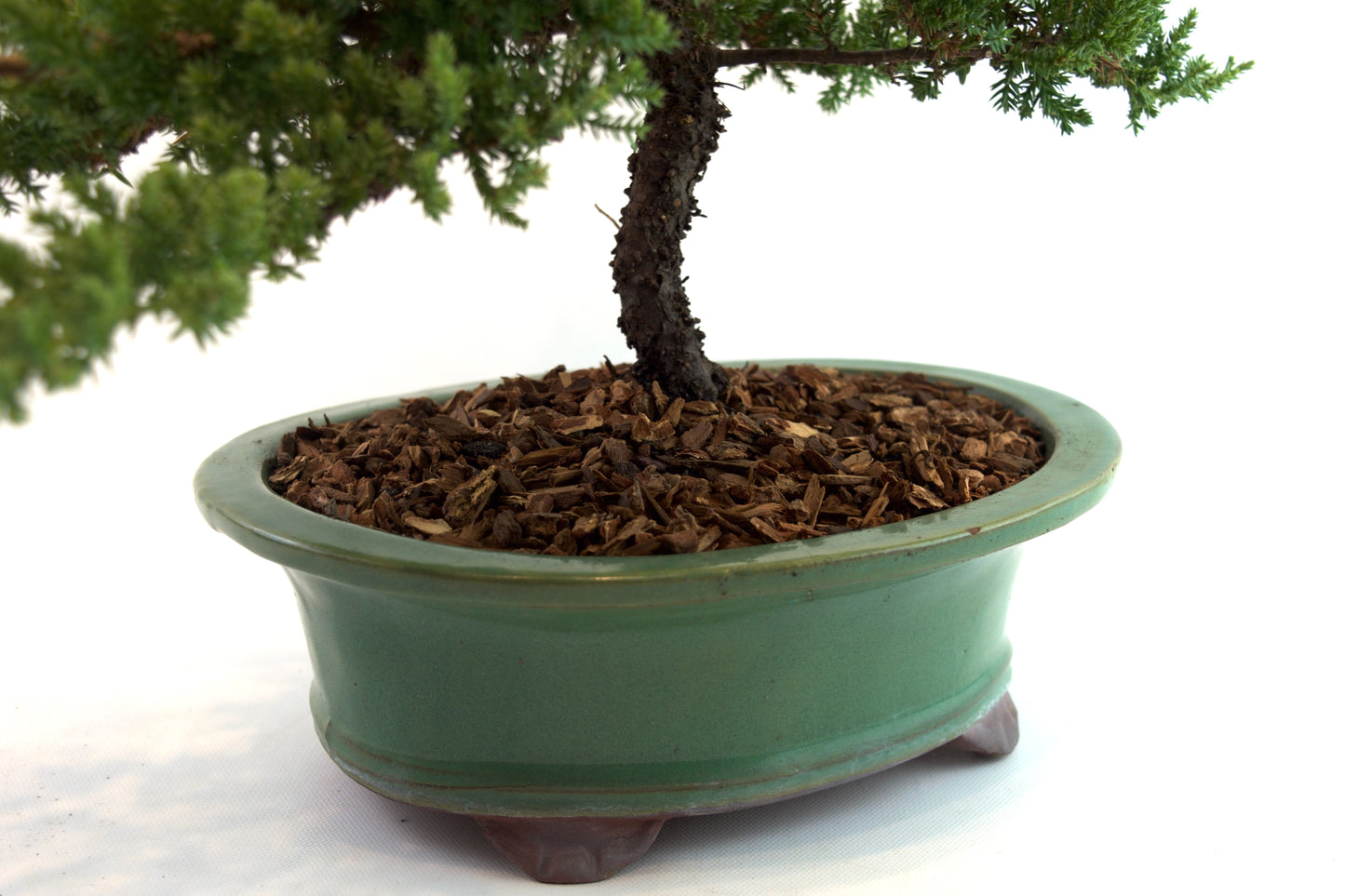 Juniper Live Bonsai Black Ceramic 10" Pot - One of a Kind Bonsai