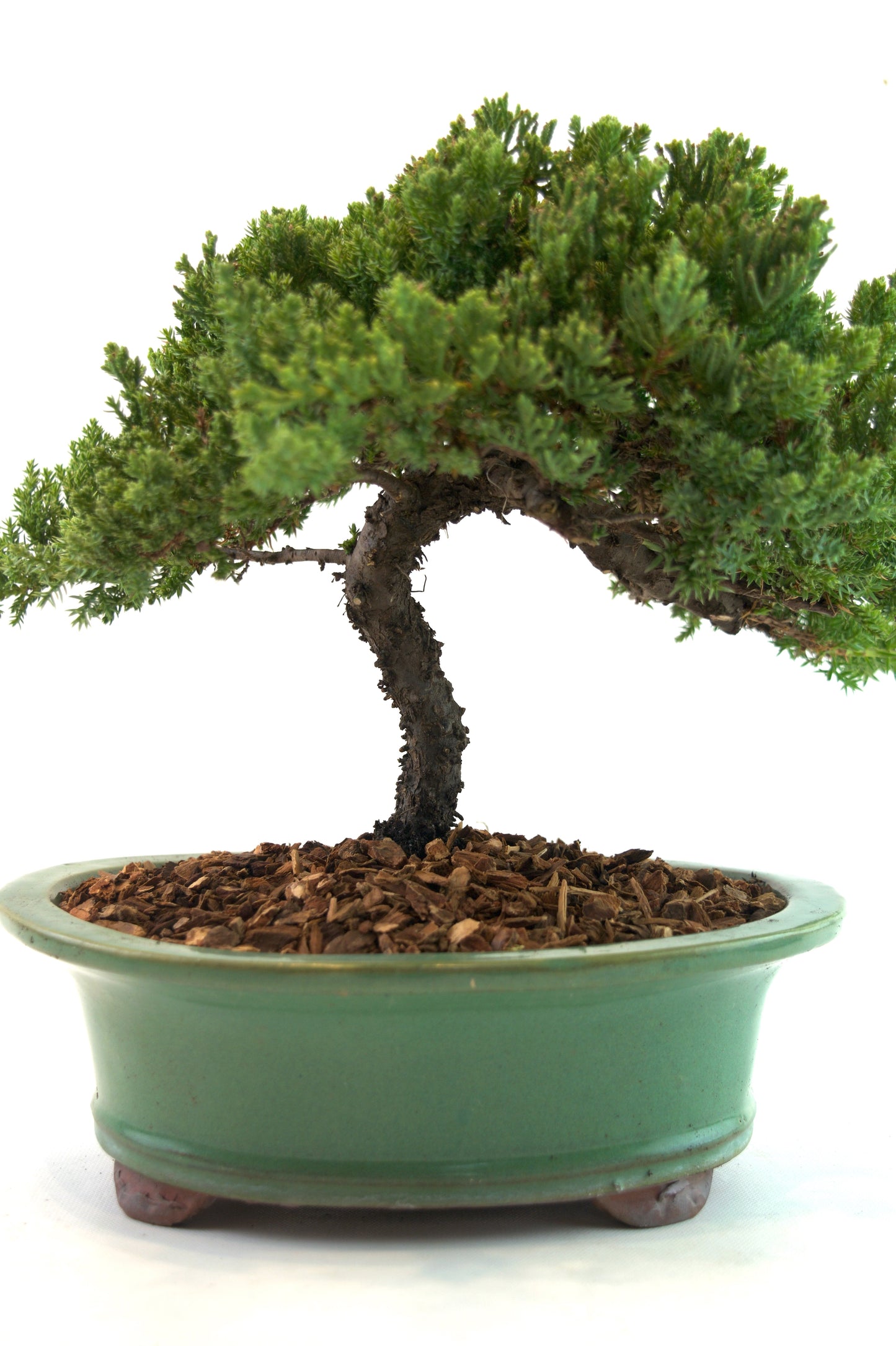 Juniper Live Bonsai Black Ceramic 10" Pot - One of a Kind Bonsai