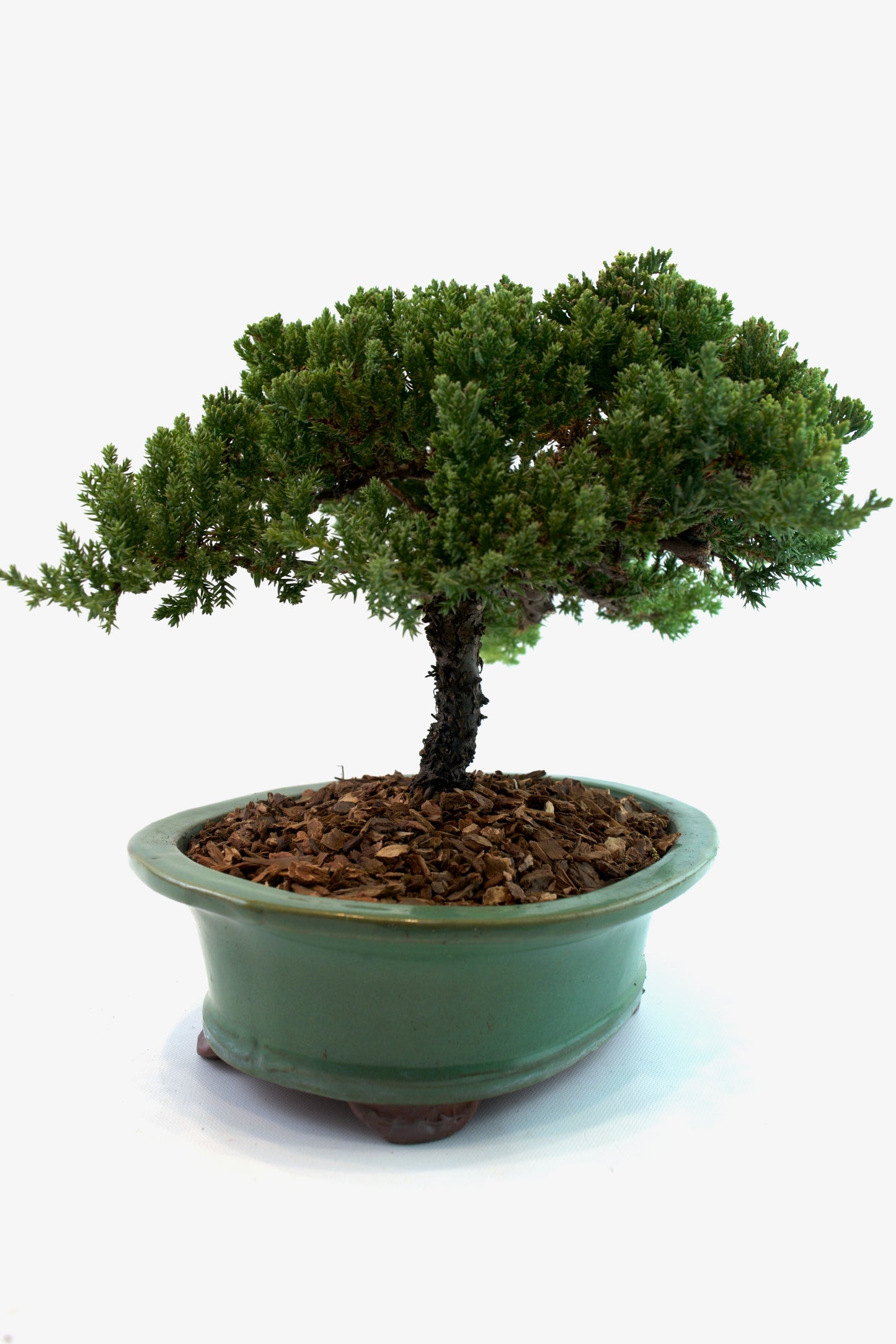Juniper Live Bonsai Black Ceramic 10" Pot - One of a Kind Bonsai