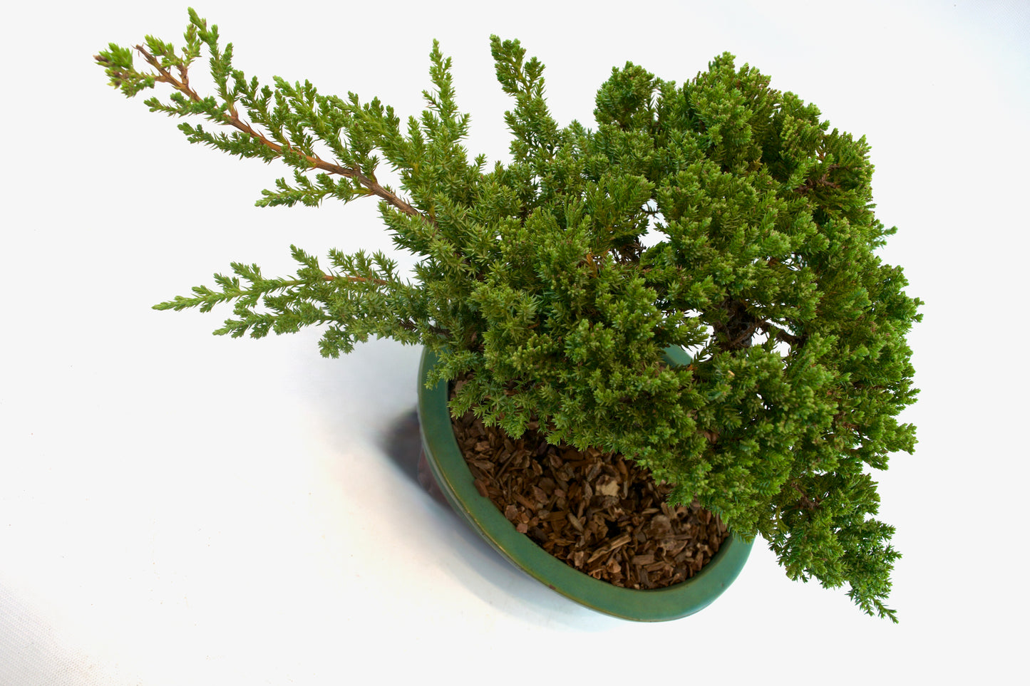 Juniper Live Bonsai Black Ceramic 10" Pot - One of a Kind Bonsai