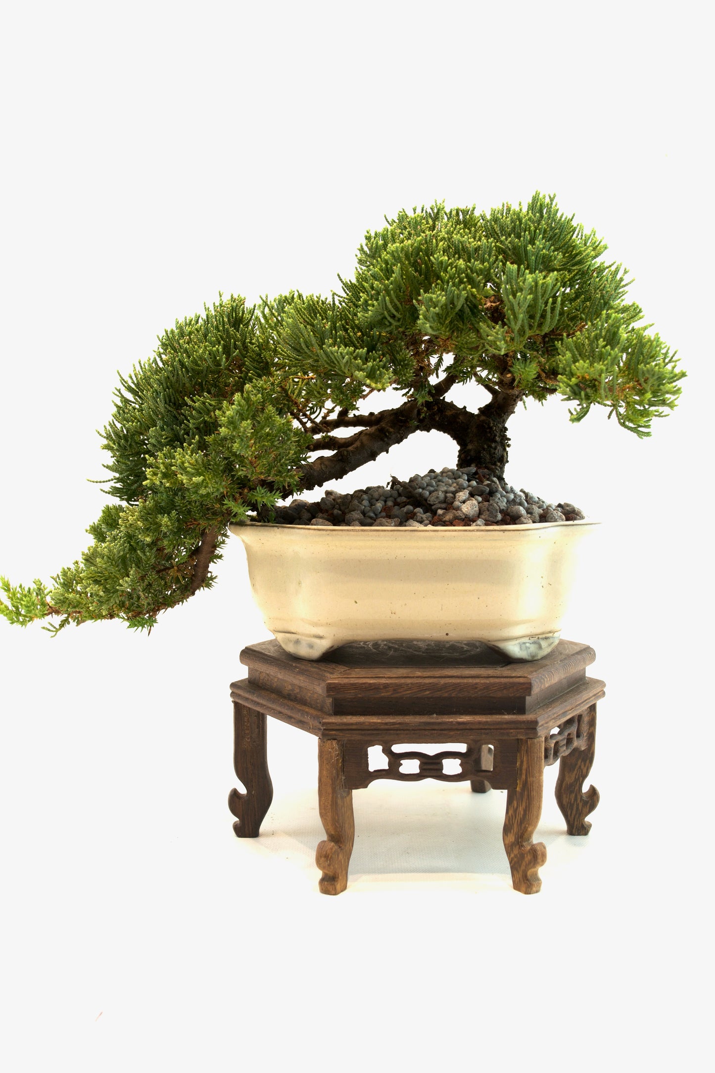 Juniper Live Bonsai Ceramic 7" Pot - One of a Kind Bonsai