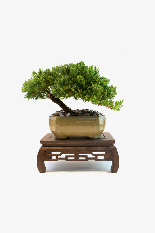 Juniper Live Bonsai Ceramic 6.5" Pot - One of a Kind Bonsai