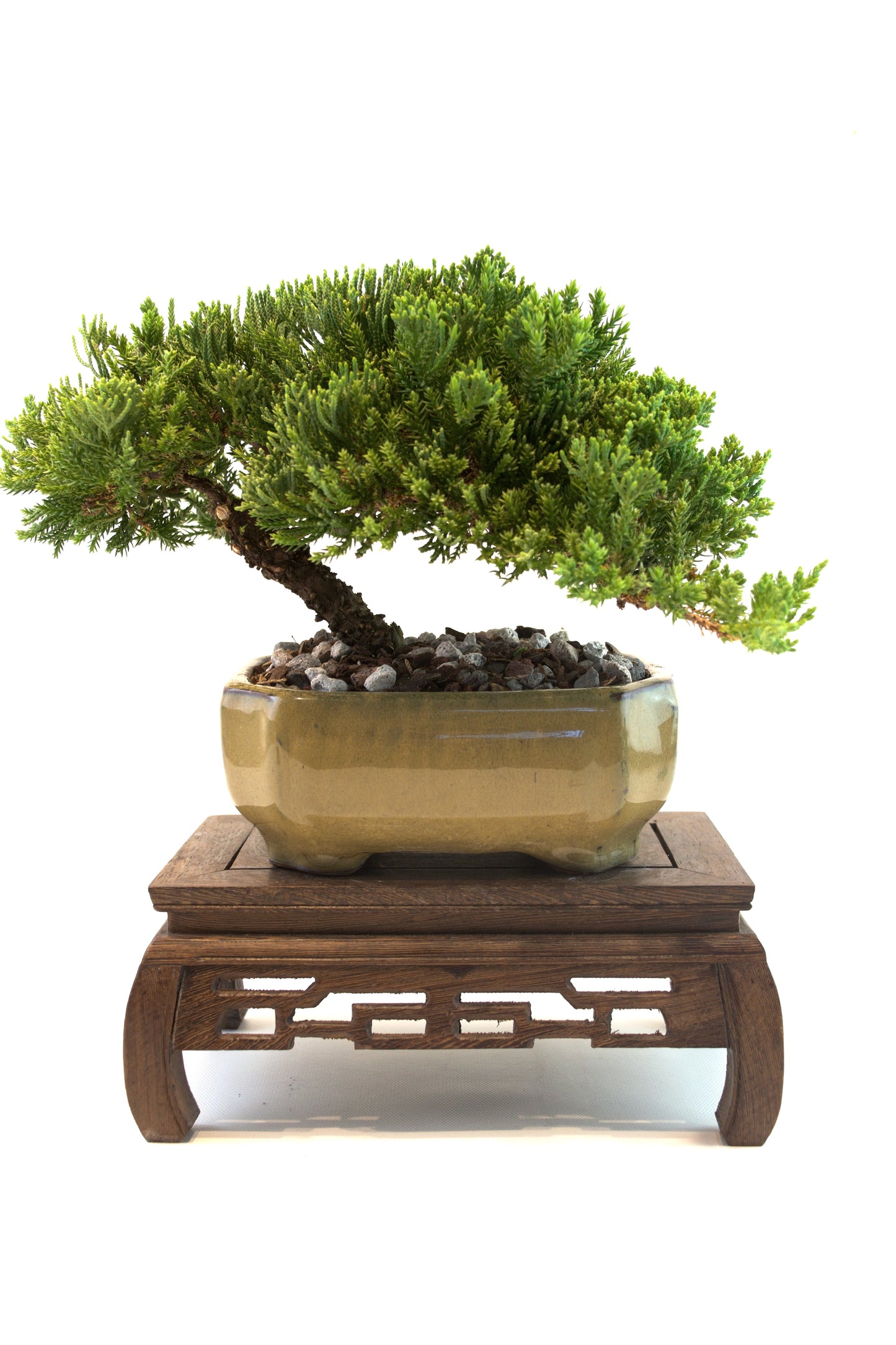 Juniper Live Bonsai Ceramic 6.5" Pot - One of a Kind Bonsai
