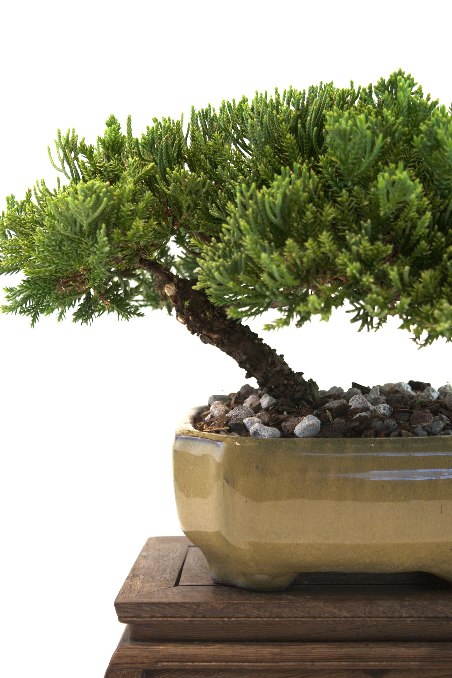 Juniper Live Bonsai Ceramic 6.5" Pot - One of a Kind Bonsai