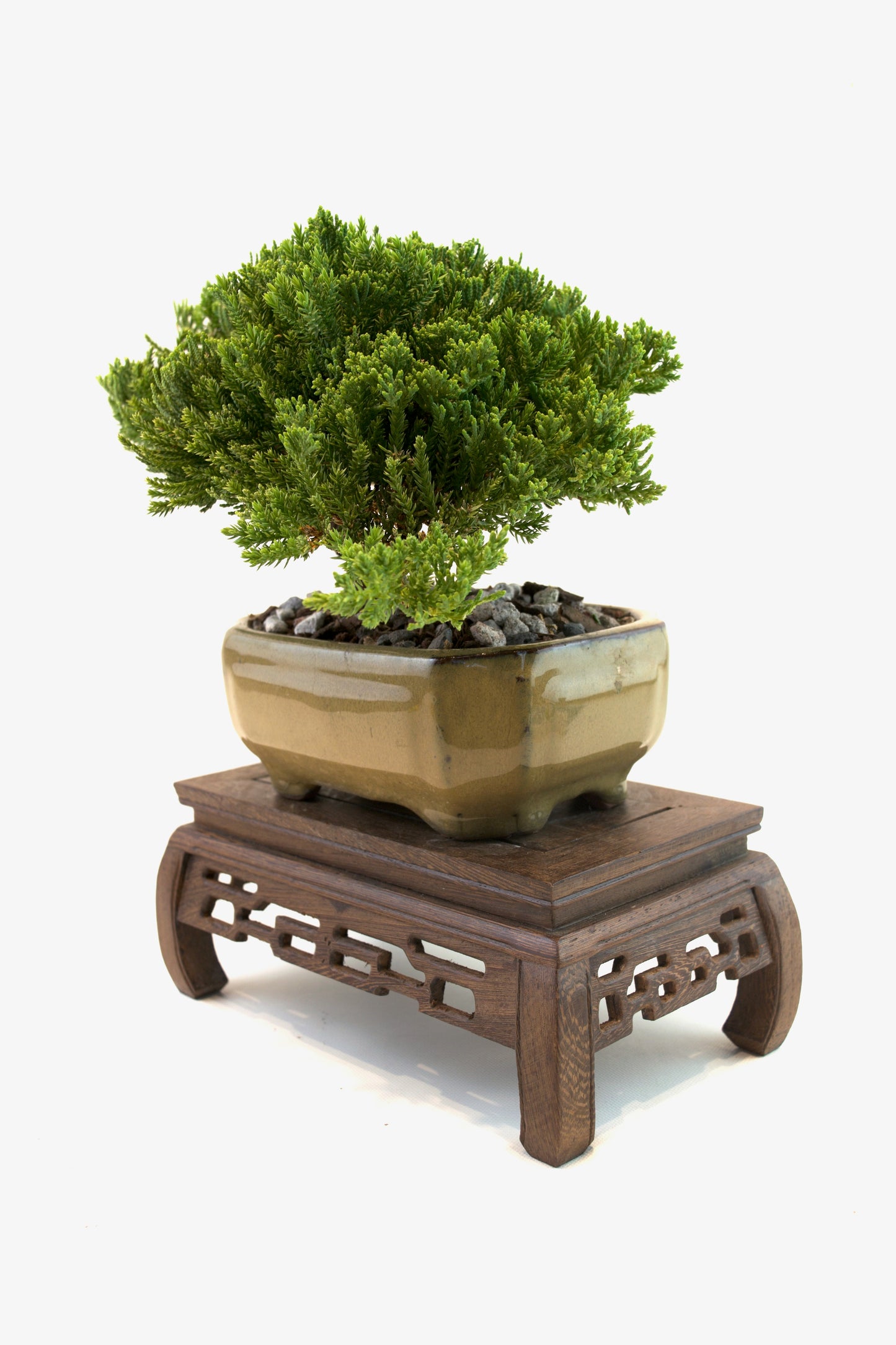 Juniper Live Bonsai Ceramic 6.5" Pot - One of a Kind Bonsai