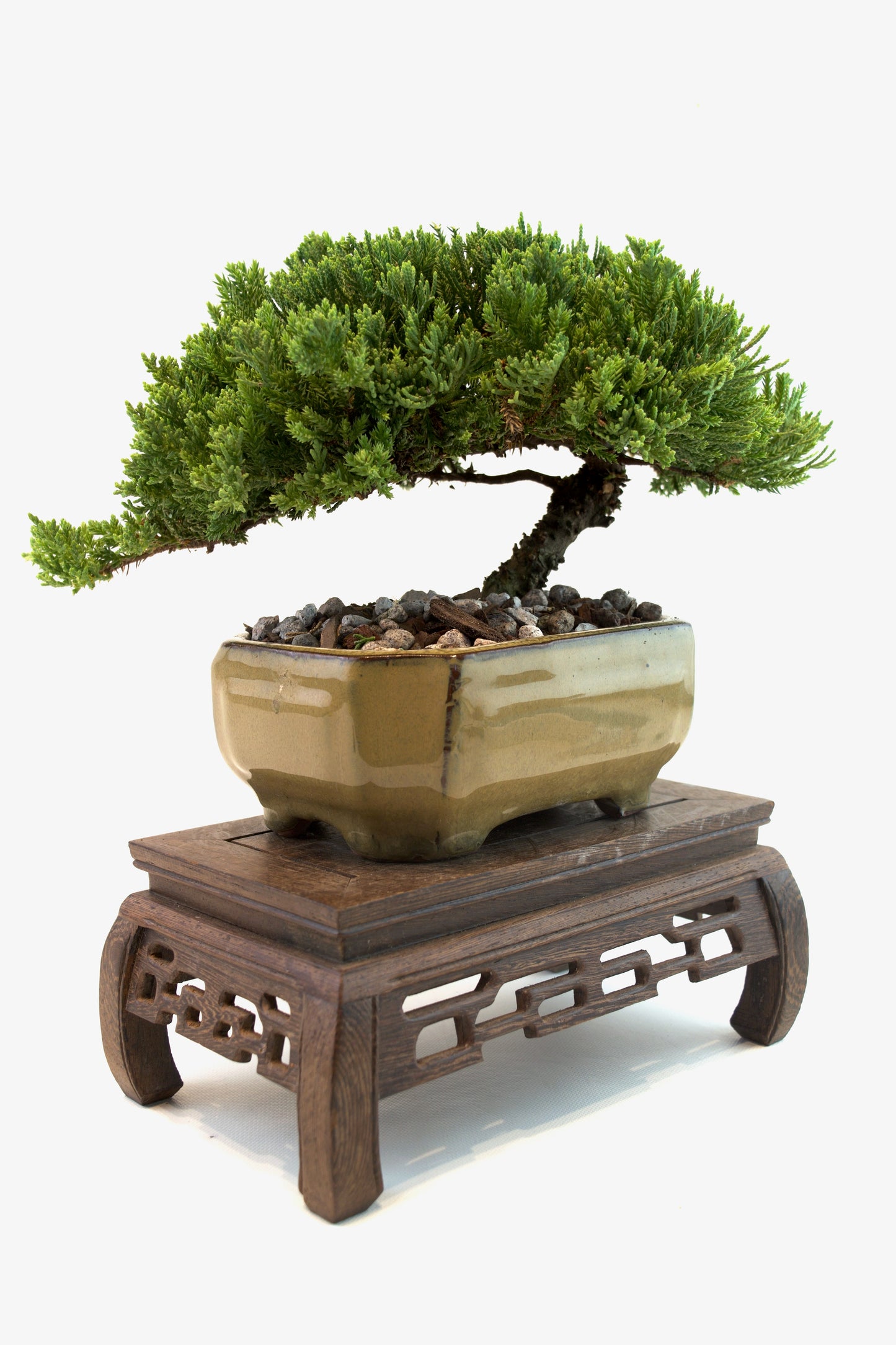Juniper Live Bonsai Ceramic 6.5" Pot - One of a Kind Bonsai