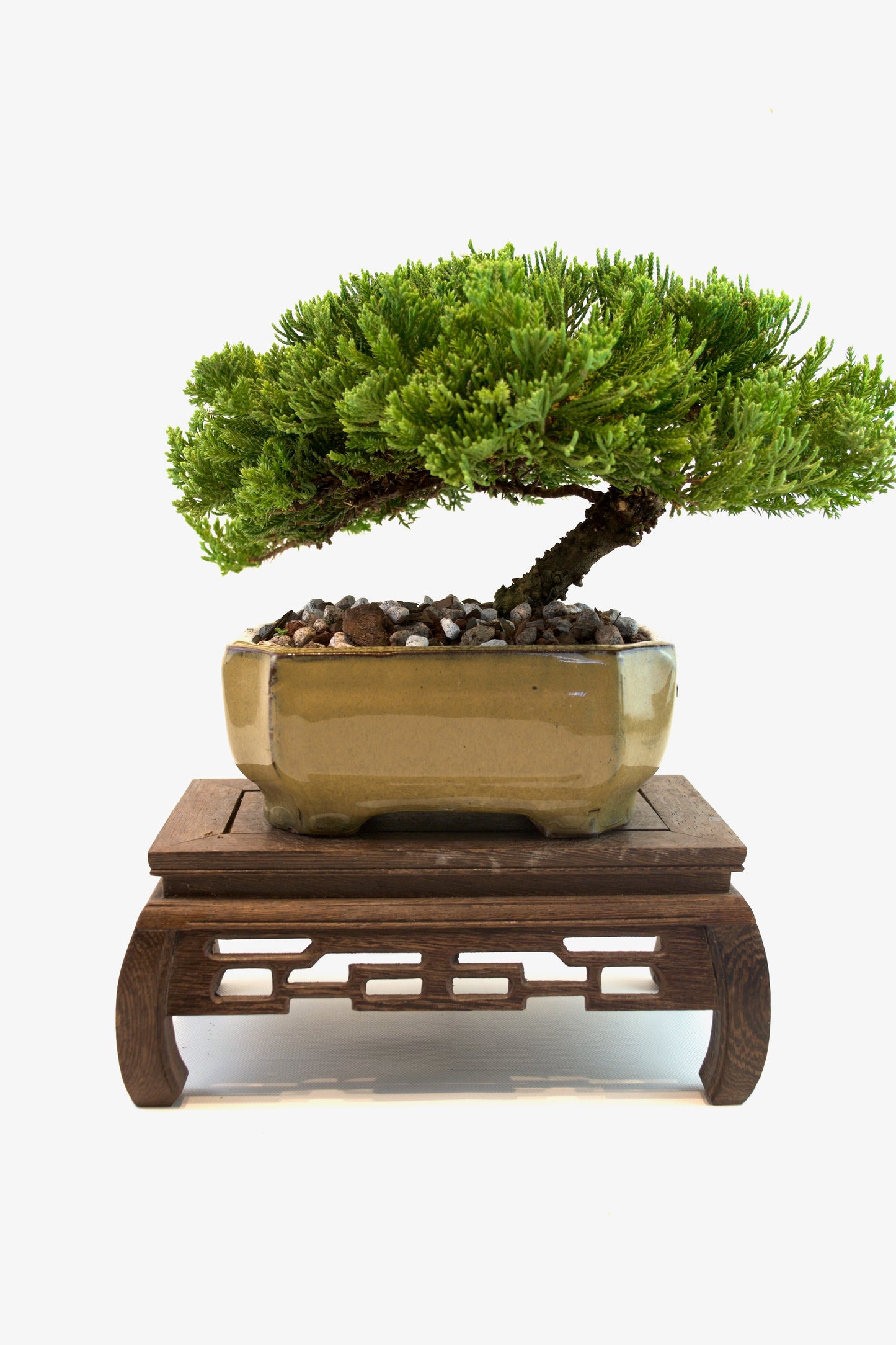 Juniper Live Bonsai Ceramic 6.5" Pot - One of a Kind Bonsai