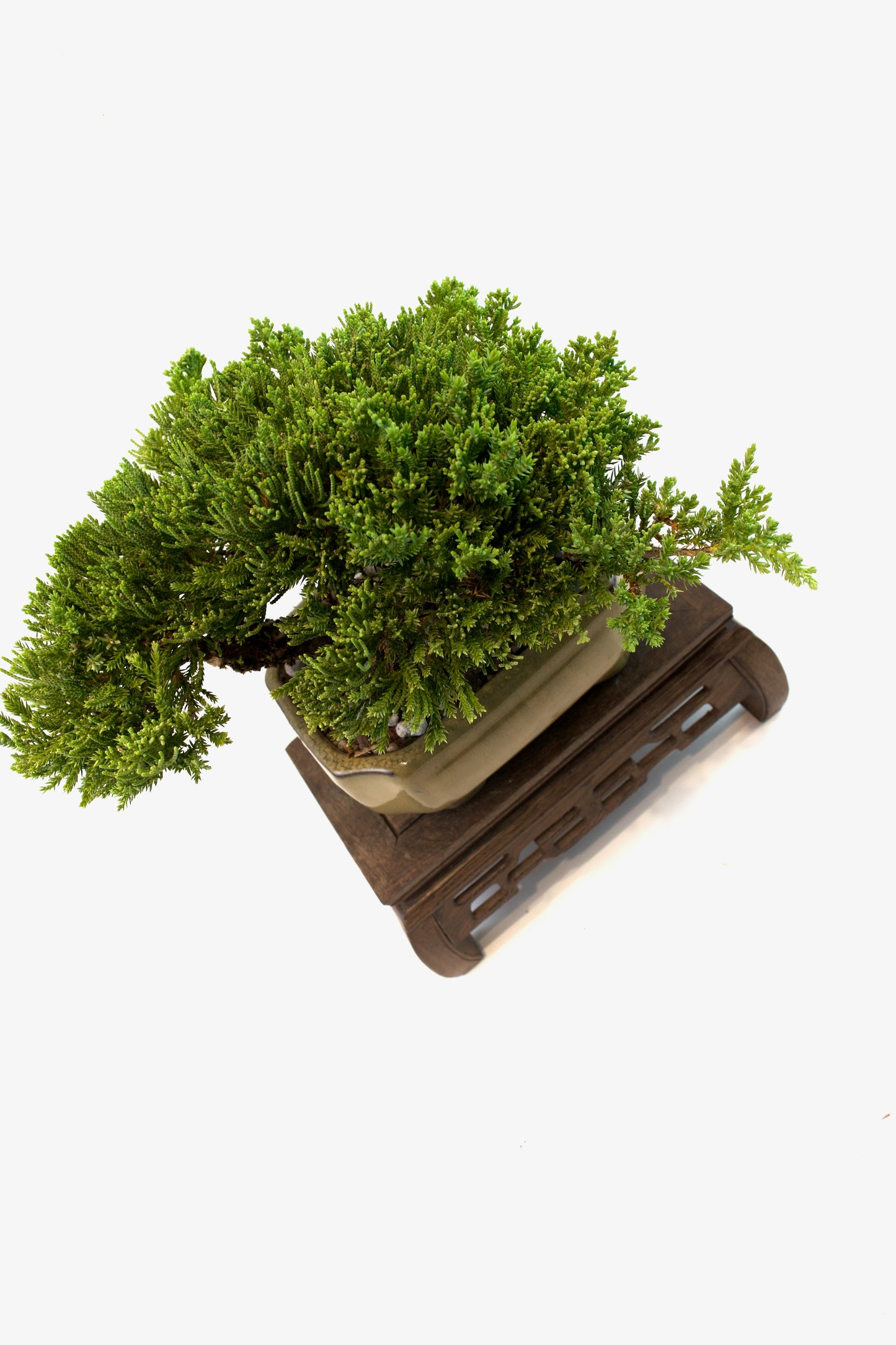 Juniper Live Bonsai Ceramic 6.5" Pot - One of a Kind Bonsai