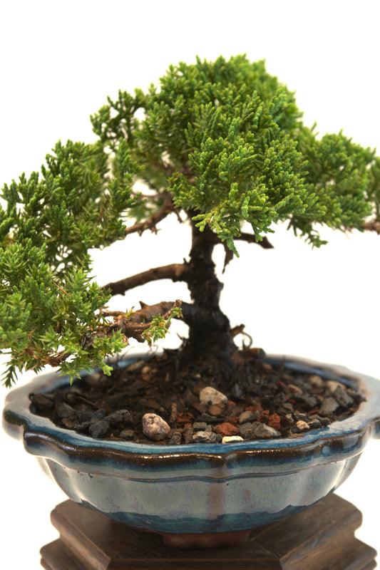 Juniper Live Bonsai 6" Ceramic Pot - One of a Kind Bonsai