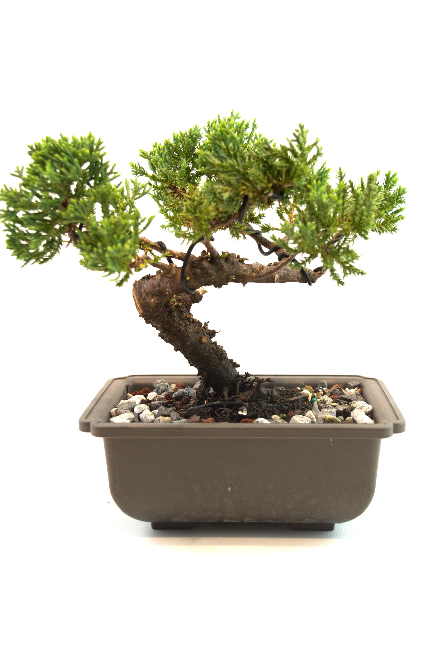 Juniper Live Bonsai 6" Training Pot - One of a Kind Bonsai