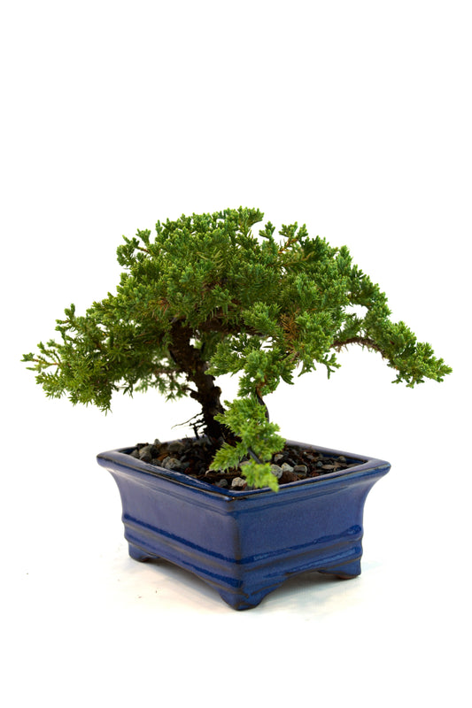 Juniper Live Bonsai Ceramic 6" Pot - One of a Kind Bonsai