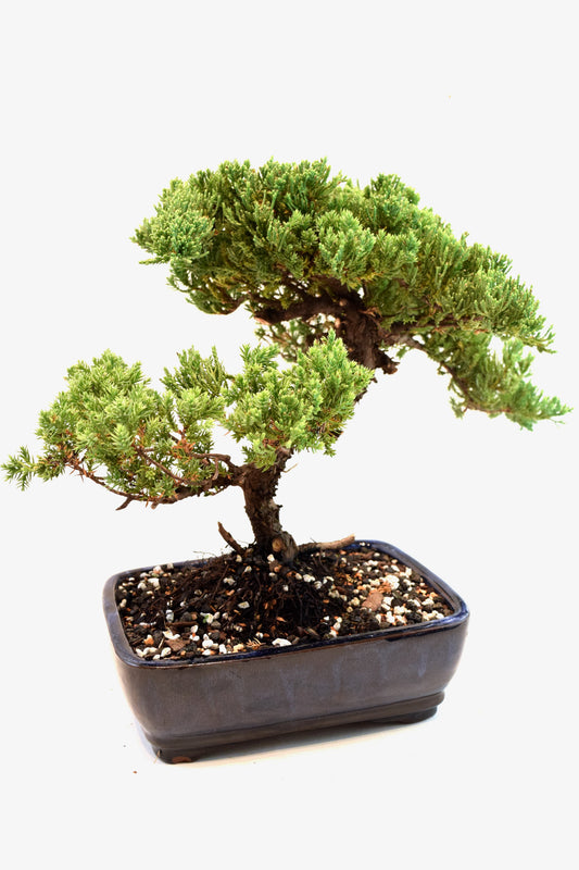 Juniper Live Bonsai Ceramic 8" Pot - One of a Kind Bonsai