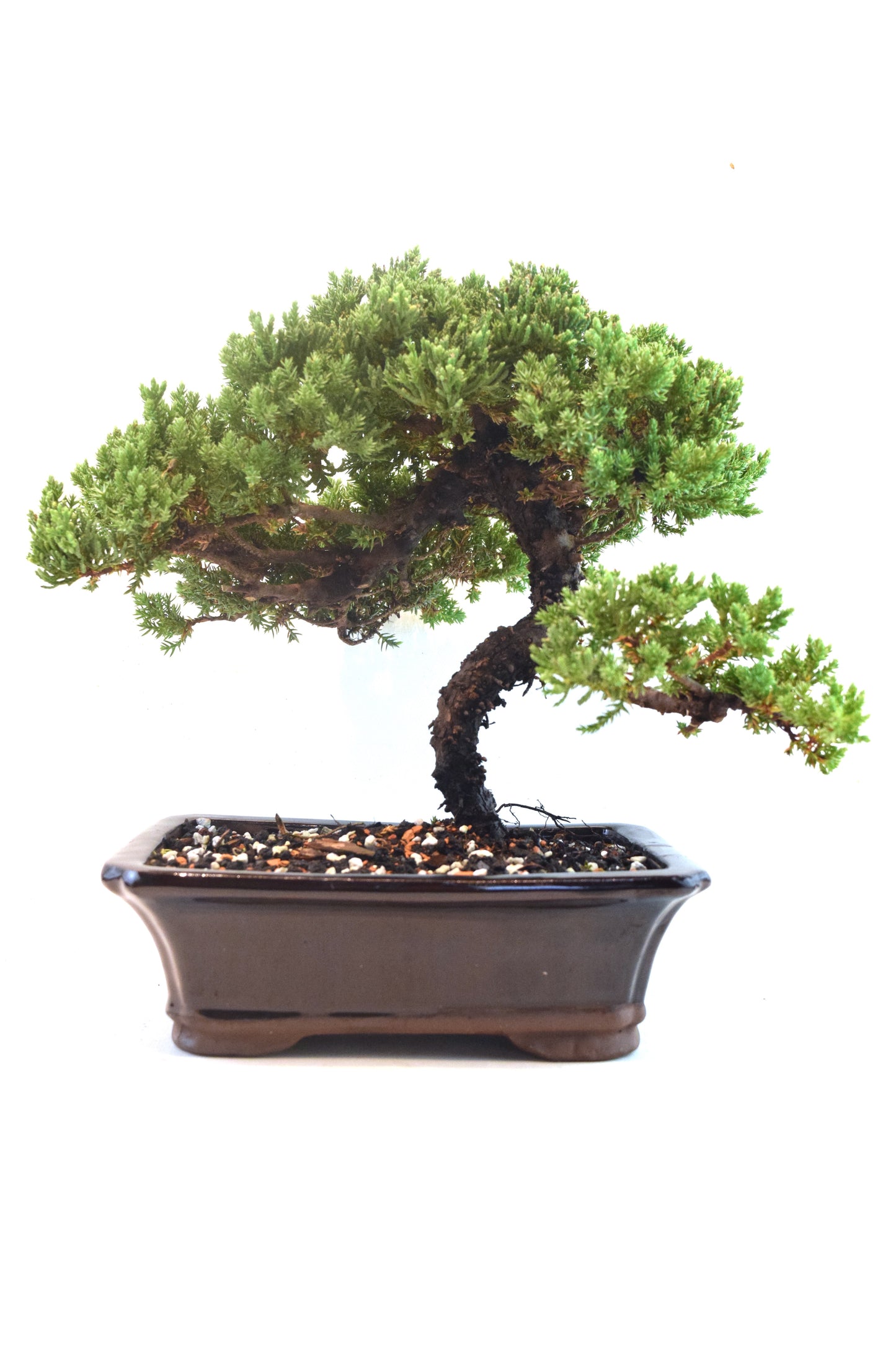 Juniper Live Bonsai Ceramic 8" Pot - One of a Kind Bonsai