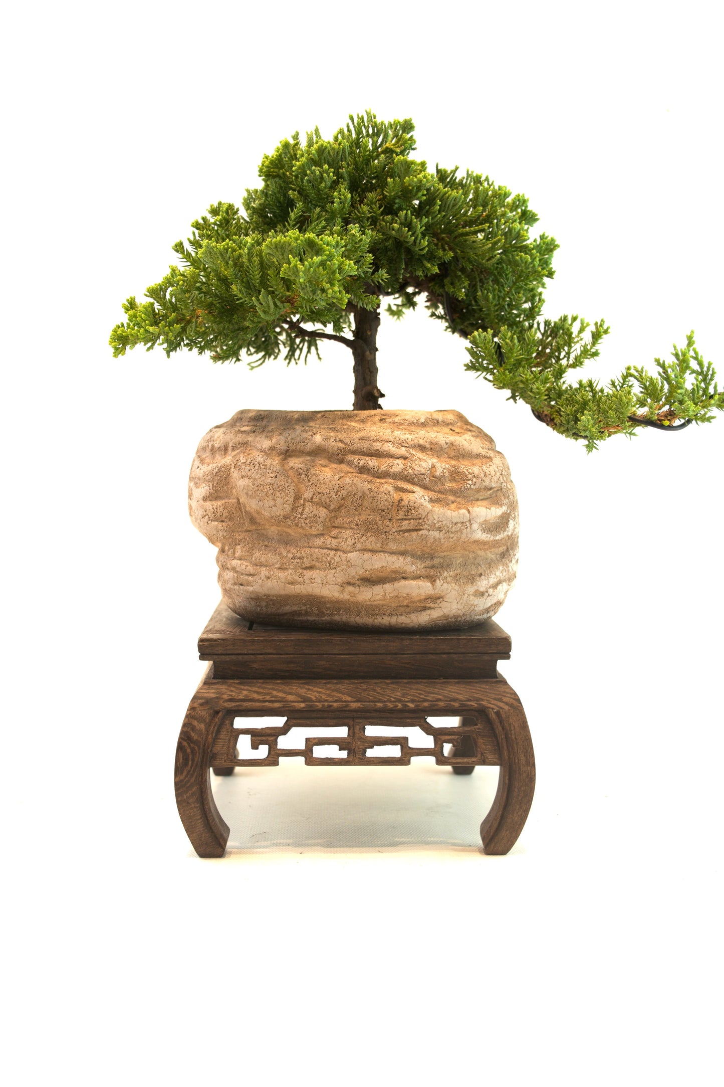 Juniper Live Bonsai Rock Ceramic 6" Pot - One of a Kind Bonsai