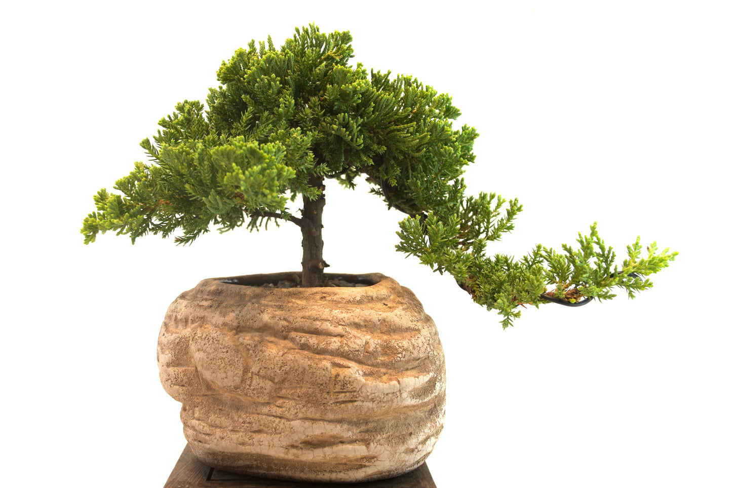 Juniper Live Bonsai Rock Ceramic 6" Pot - One of a Kind Bonsai