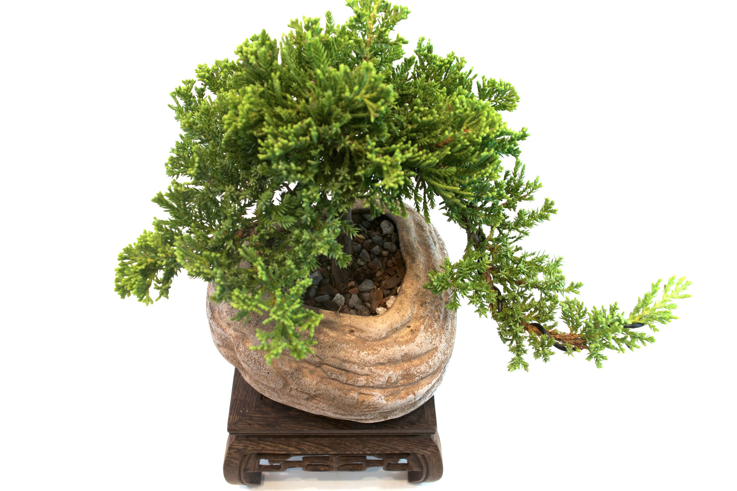 Juniper Live Bonsai Rock Ceramic 6" Pot - One of a Kind Bonsai