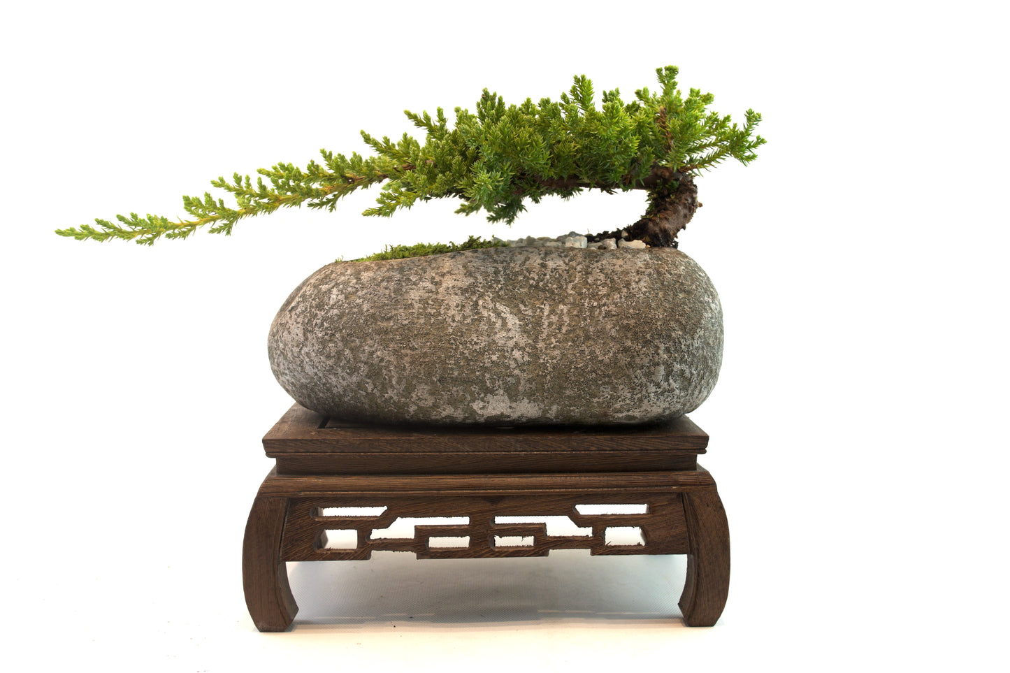 Juniper Live Bonsai Rock Ceramic 9" Pot - One of a Kind Bonsai