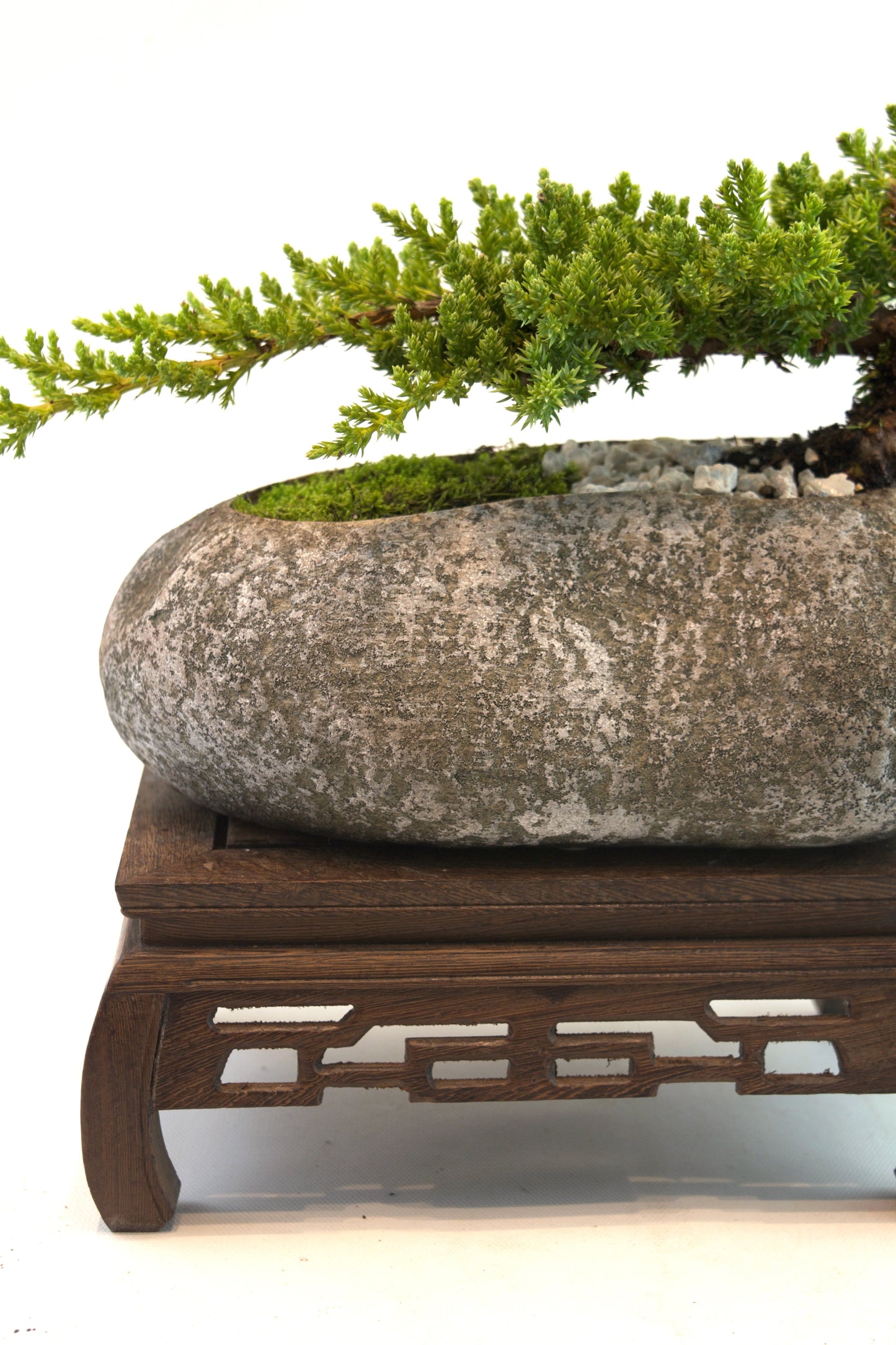 Juniper Live Bonsai Rock Ceramic 9" Pot - One of a Kind Bonsai