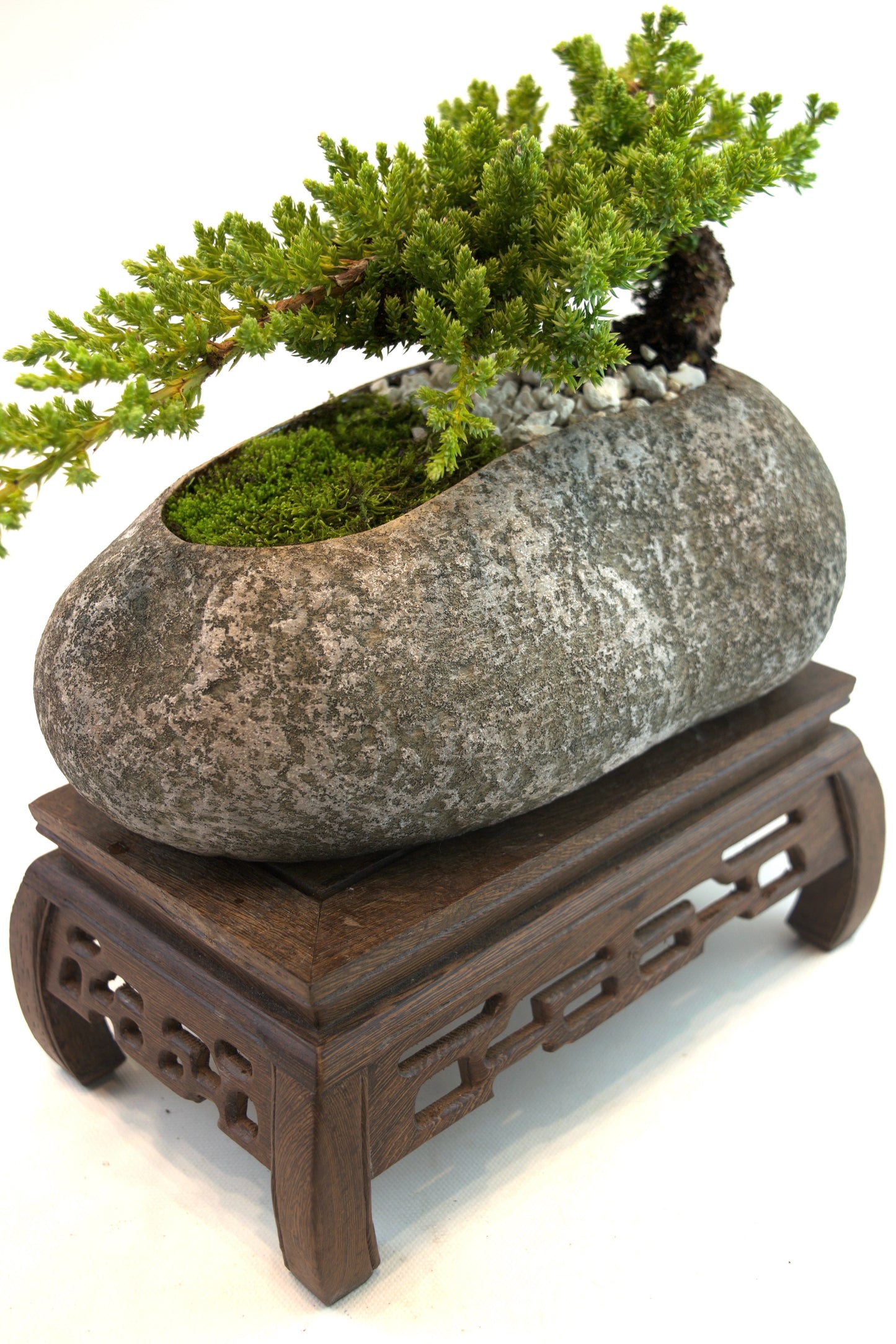 Juniper Live Bonsai Rock Ceramic 9" Pot - One of a Kind Bonsai