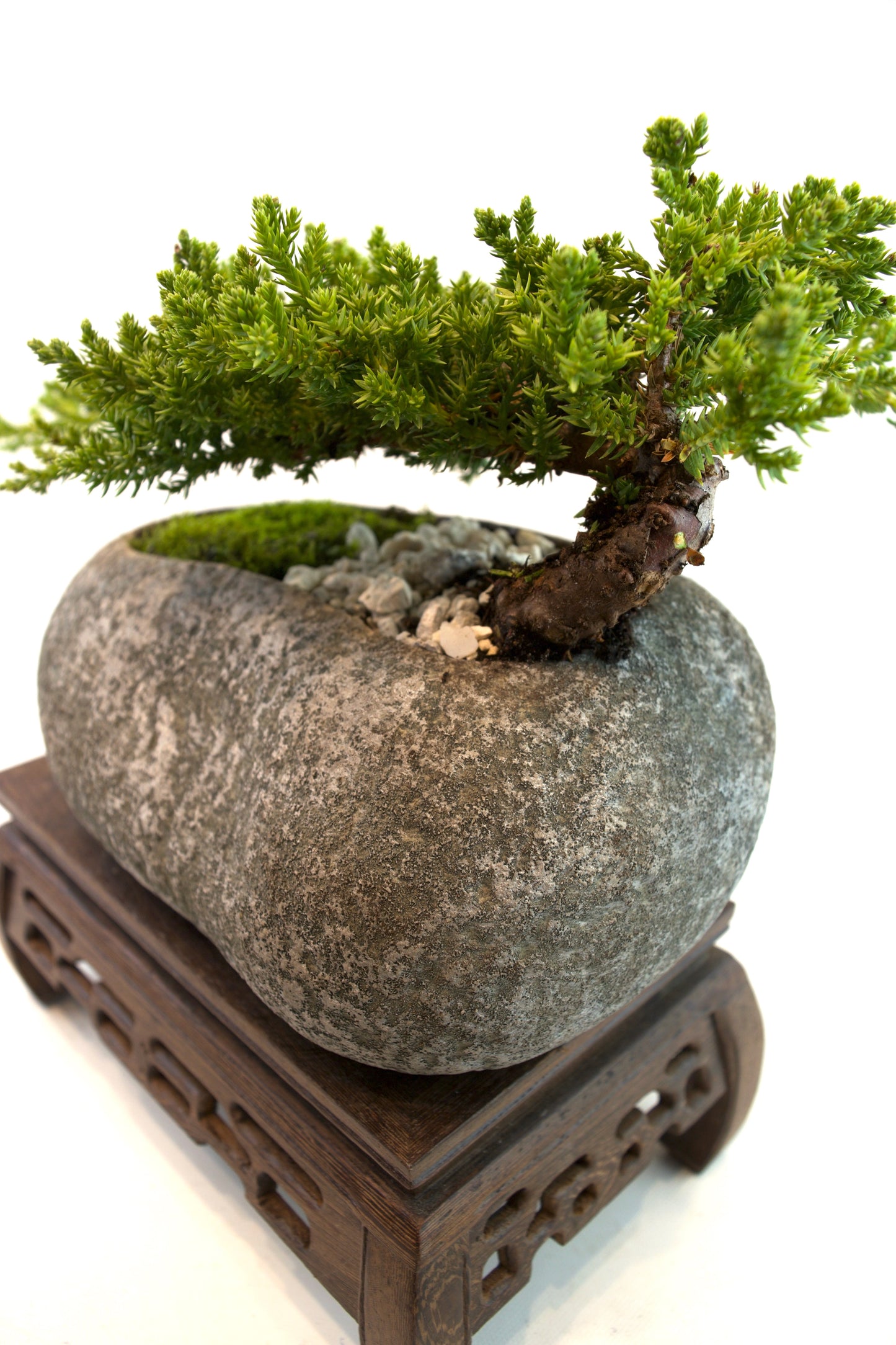 Juniper Live Bonsai Rock Ceramic 9" Pot - One of a Kind Bonsai