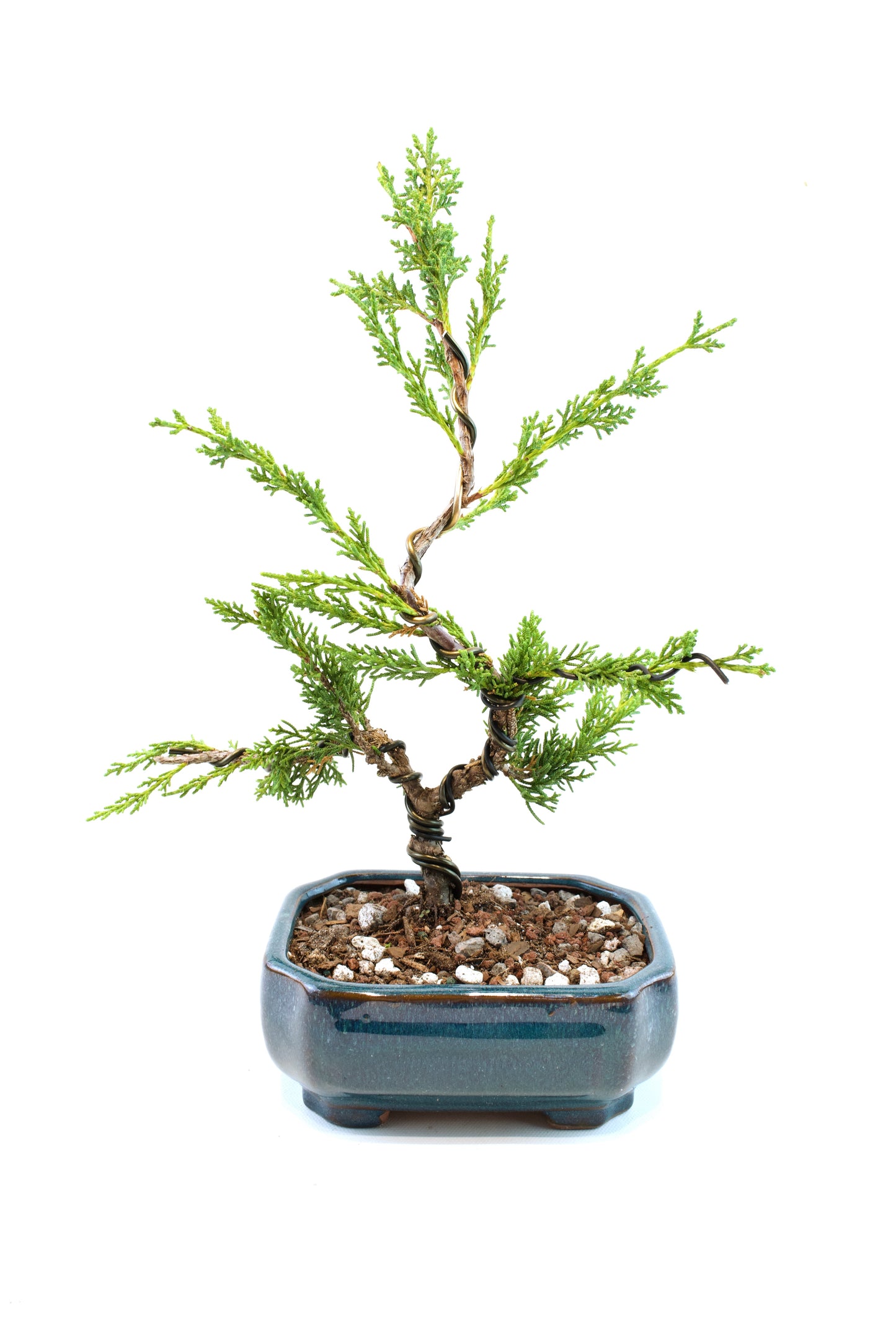Shimpaku Juniper Rare Bonsai 6" Ceramic Pot - One of a Kind Bonsai