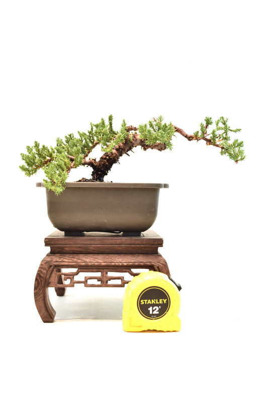 Juniper Styled Live Bonsai 6" Training Pot - One of a Kind Bonsai