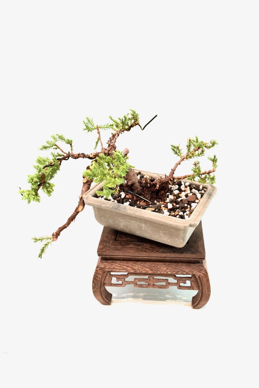 Juniper Styled Live Bonsai 6" Training Pot - One of a Kind Bonsai