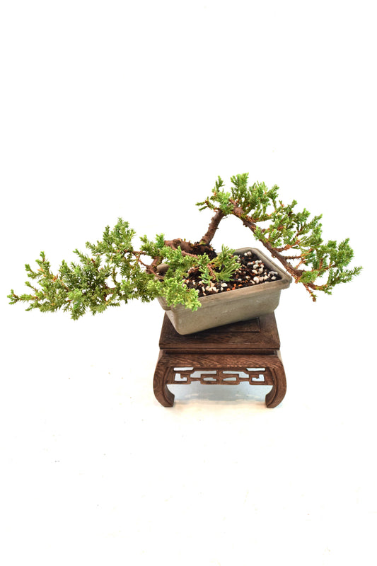 Juniper Styled Live Bonsai 6" Training Pot - One of a Kind Bonsai