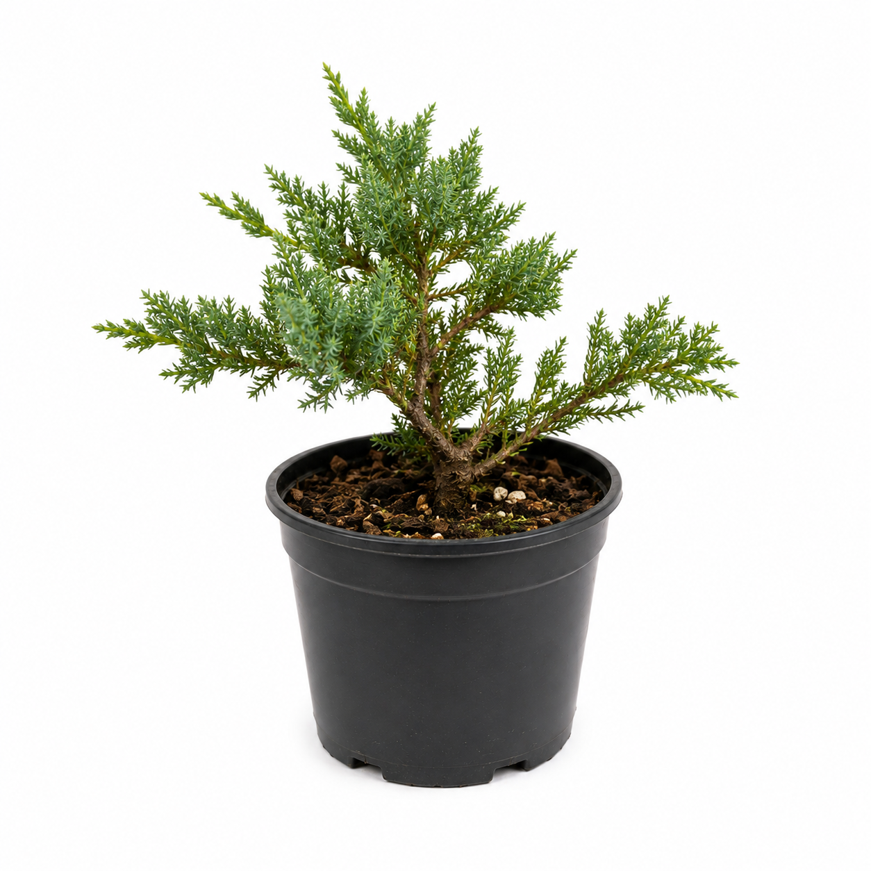 Juniper Bonsai Tree in 4" Pot - Pre Bonsai