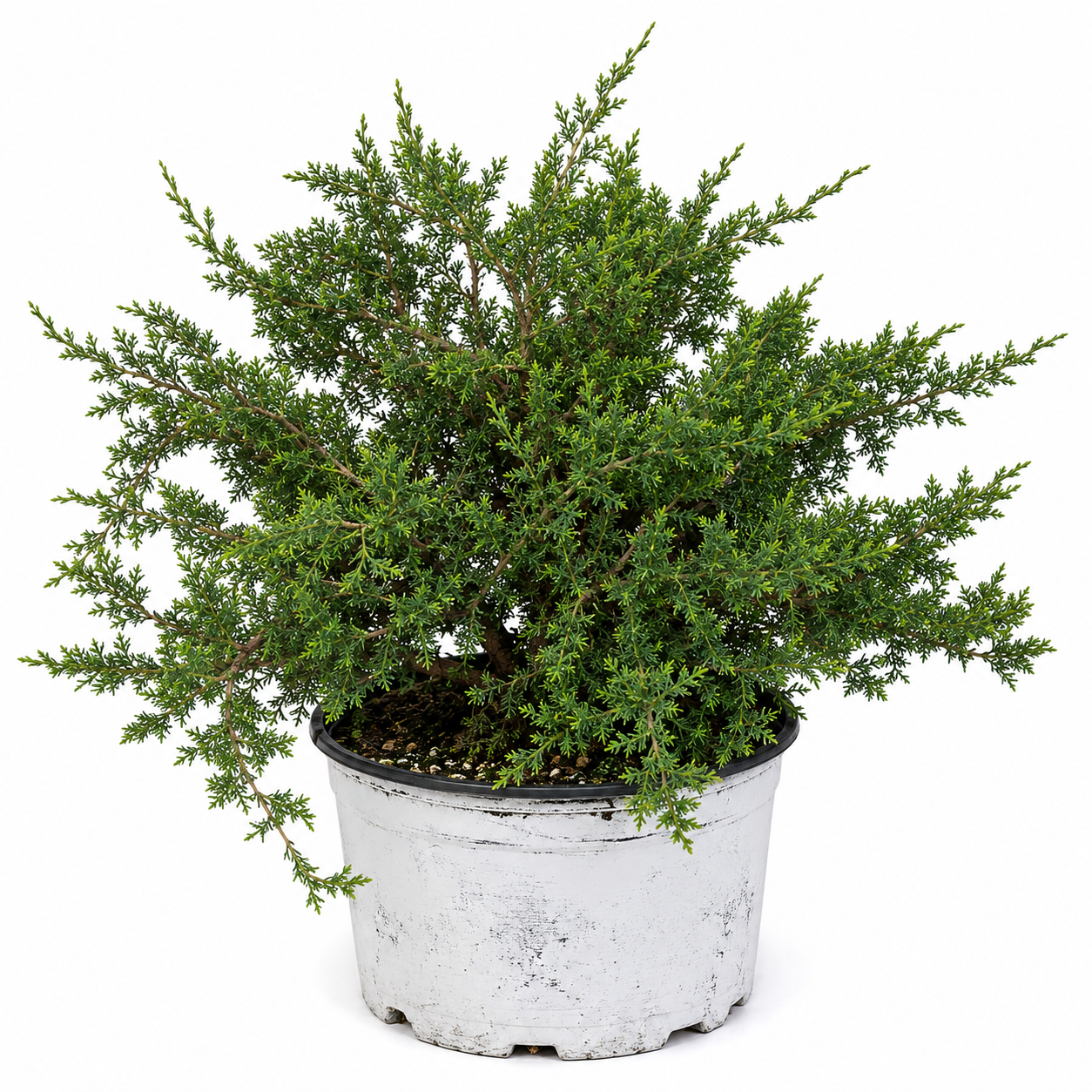 Juniper Bonsai Tree in Gallon Pot - Pre Bonsai