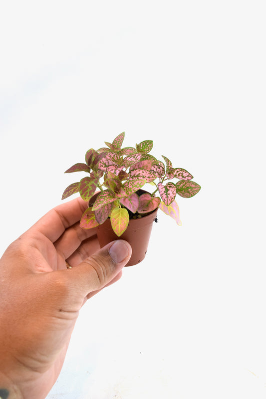 Mini Foliage Assortment in 2" Pots