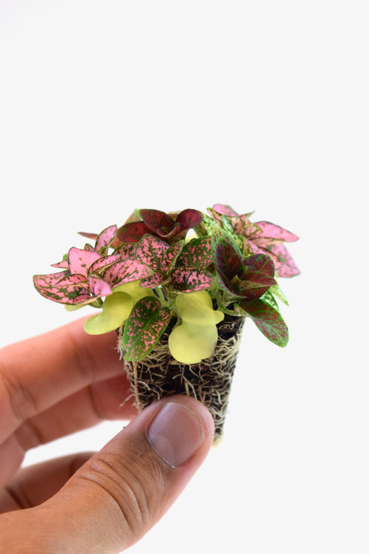 Cell Plants - Mini Fairy Garden