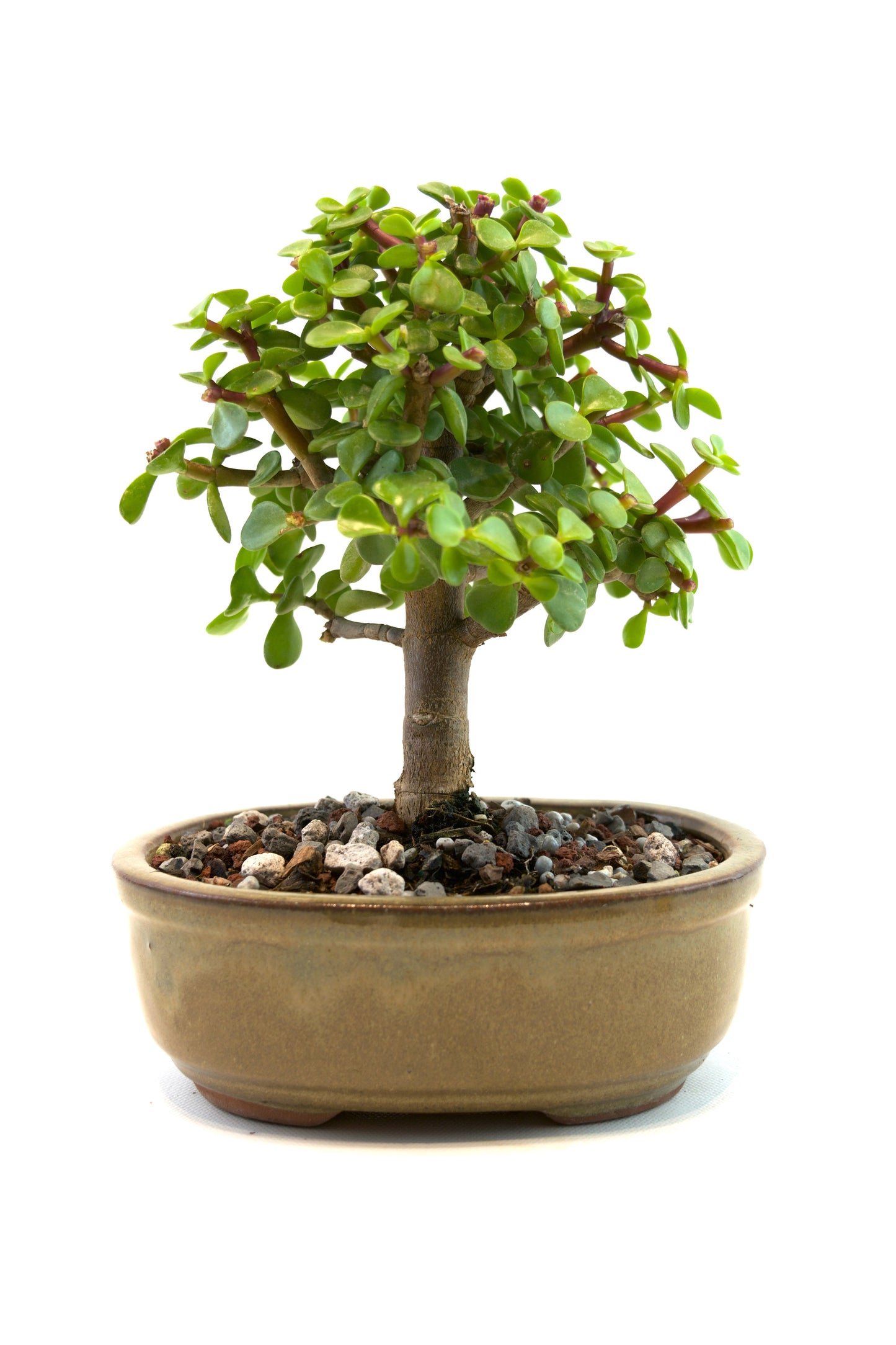Dwarf Green Jade Ceramic in 6" Pot - Similar Bonsai