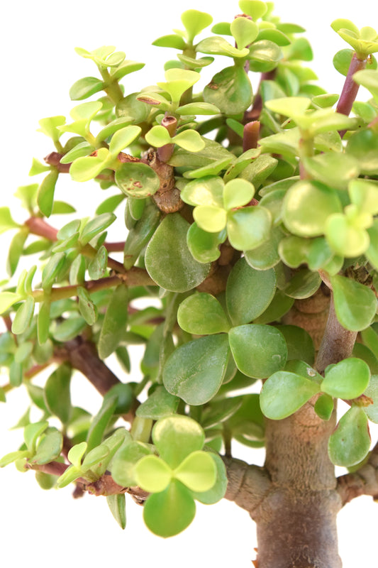 Dwarf Green Jade Ceramic 7" Pot - One of a Kind Bonsai