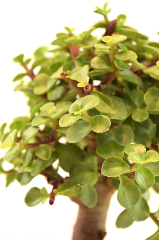 Dwarf Green Jade Ceramic 8" Pot - One of a Kind Bonsai