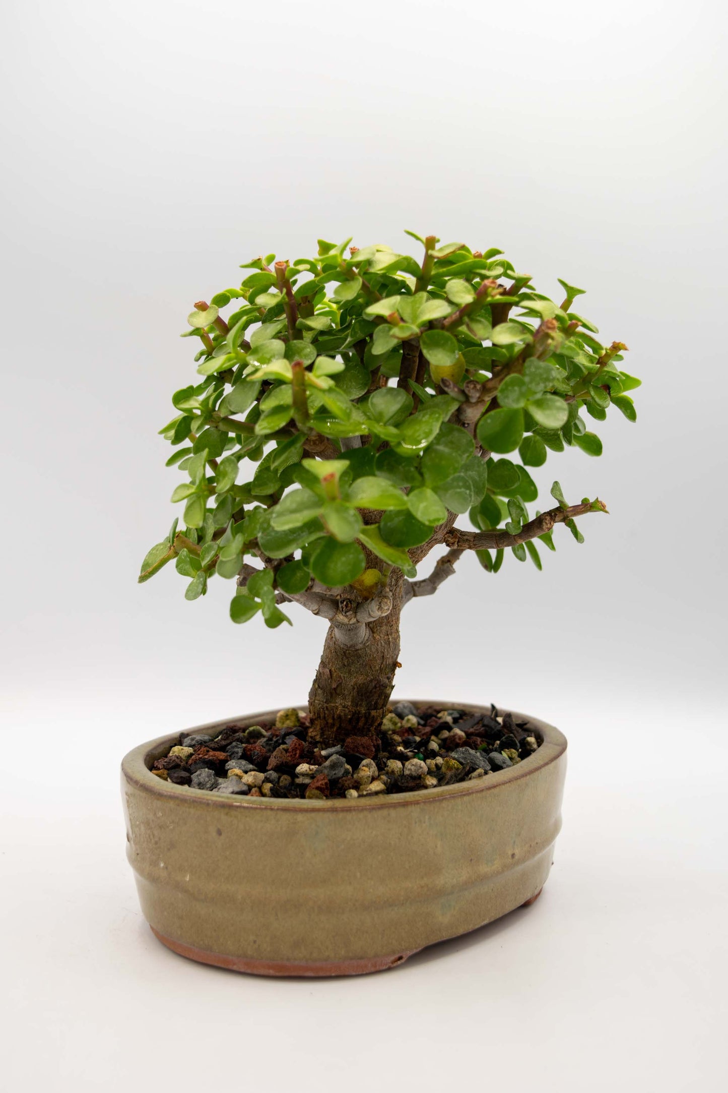 Mini Green Jade Tan Oval Ceramic 6" Pot - One of a Kind Bonsai